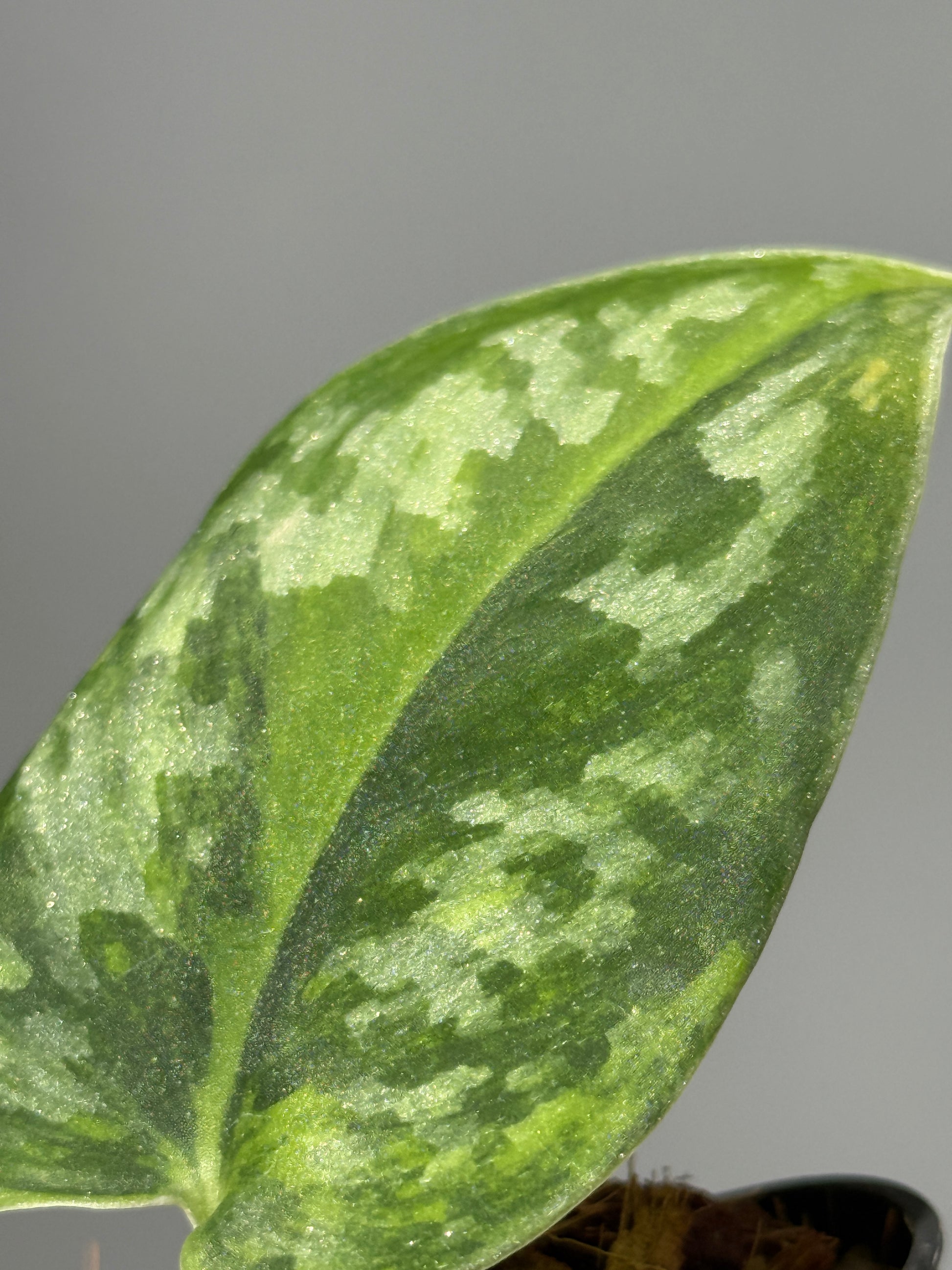 スキンダプサス グリーン エキゾチカ グリーオングリーン Sp.カプアス / Scindapsus Exotica GOG Sp.Kapuas (1)