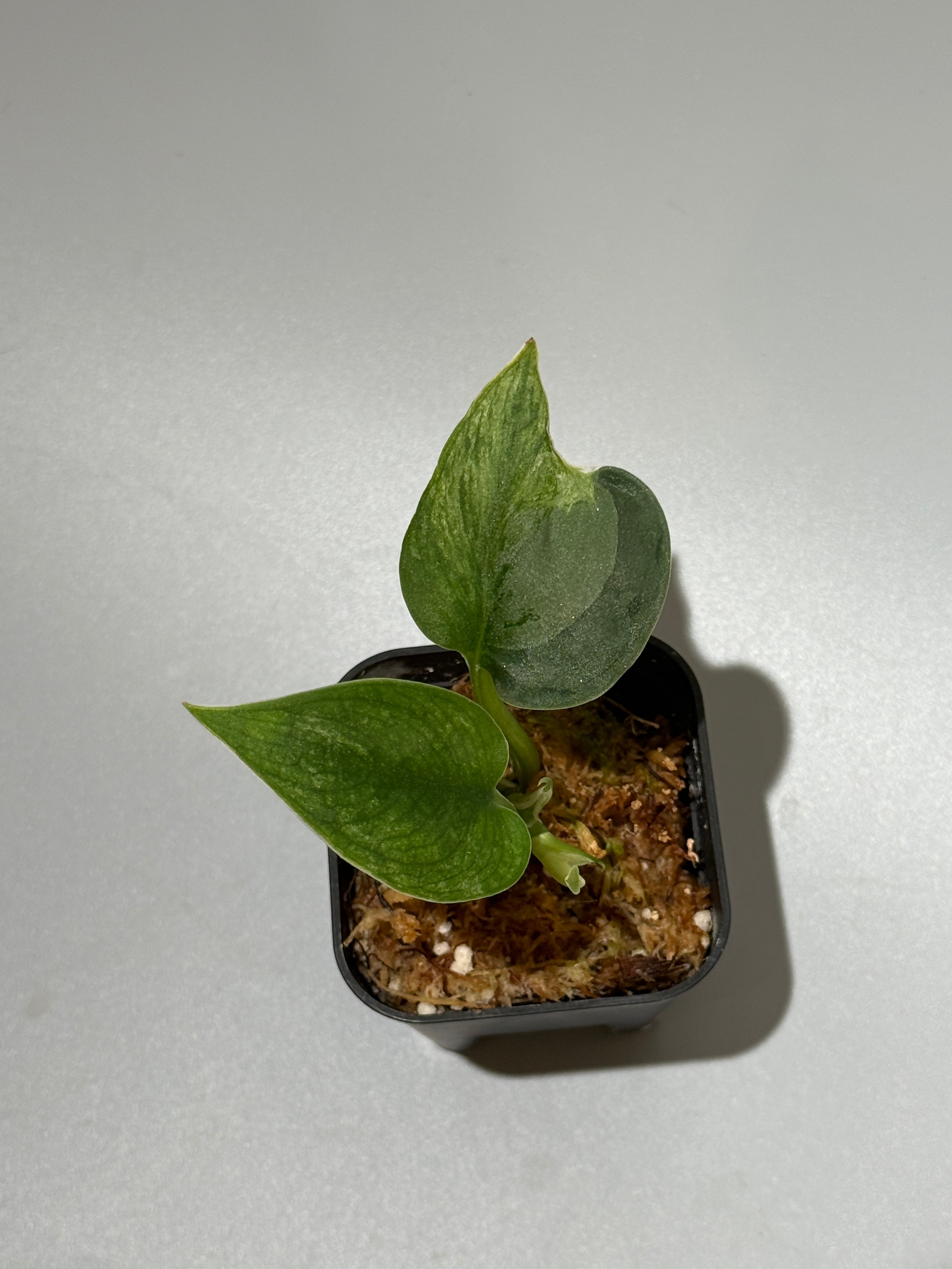 商品 – Page 3 – Nakayama-Plants