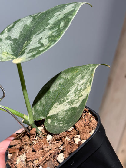 スキンダプサス バクダパティ / Scindapsus bakudapati (1)