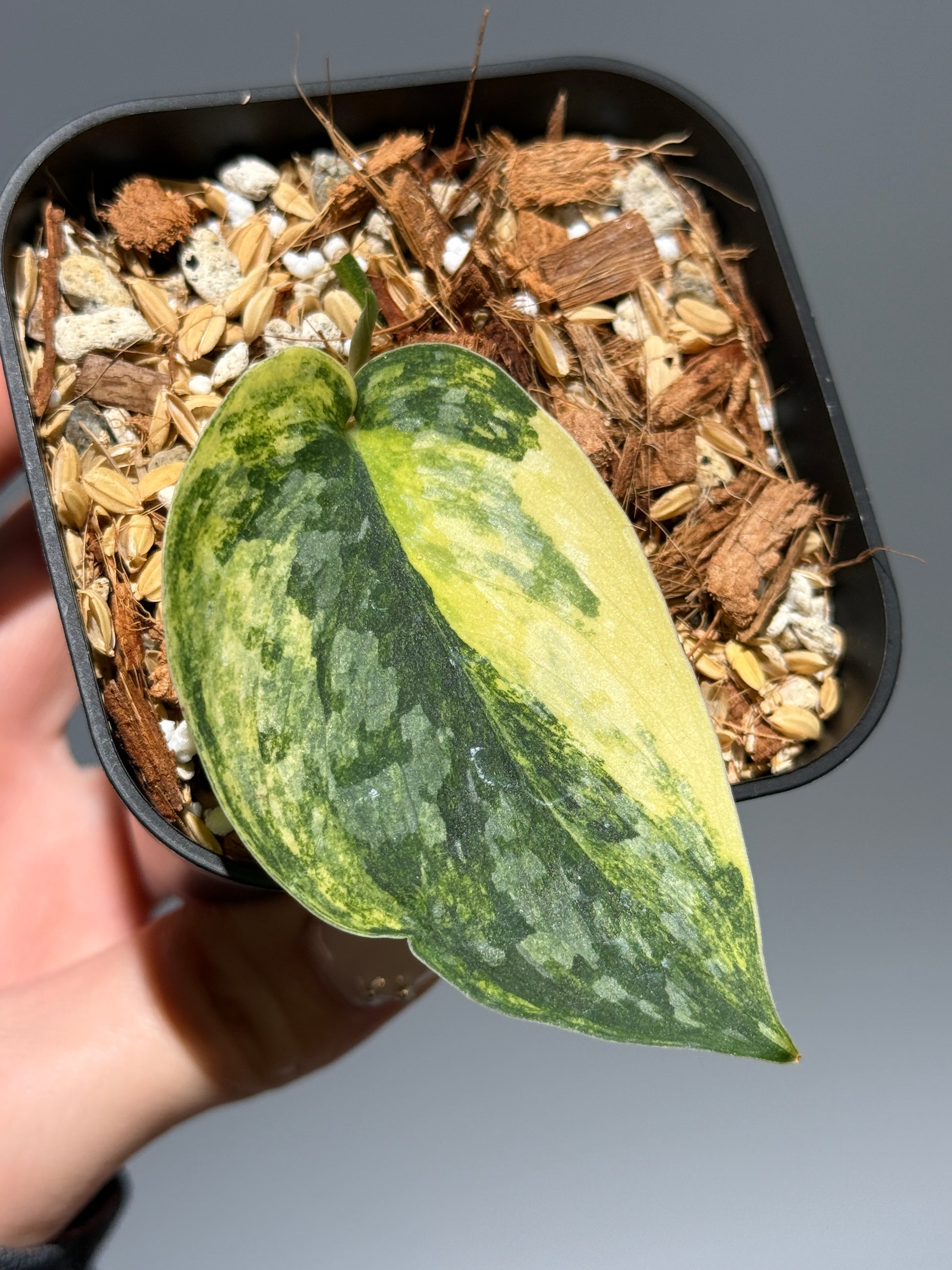 スキンダプサス ラジャタプラ  / Scindapsus Rajatapura (1)