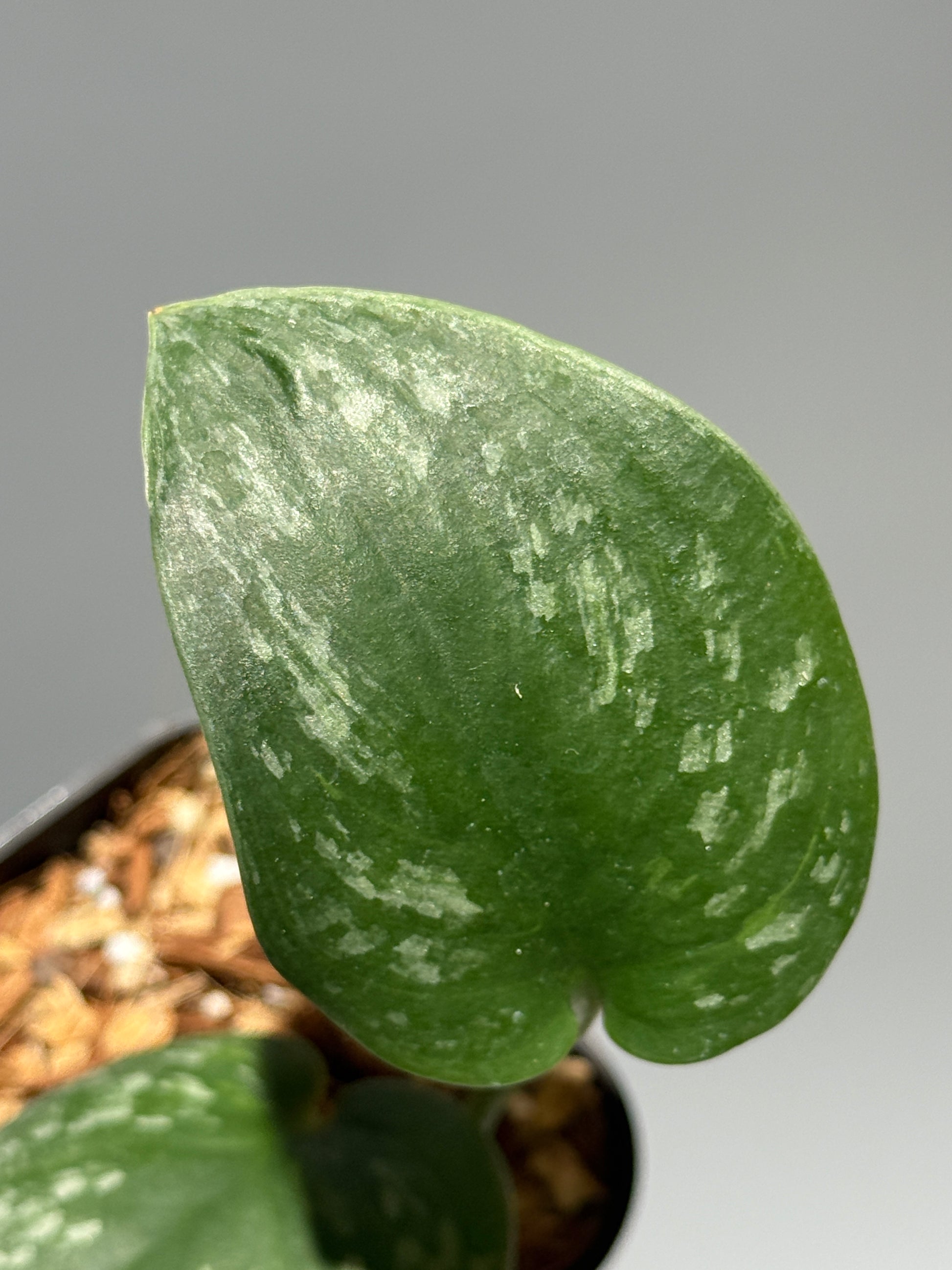 スキンダプサス  Sp.カリマンタン / Scindapsus Sp.Kalimantan (1)