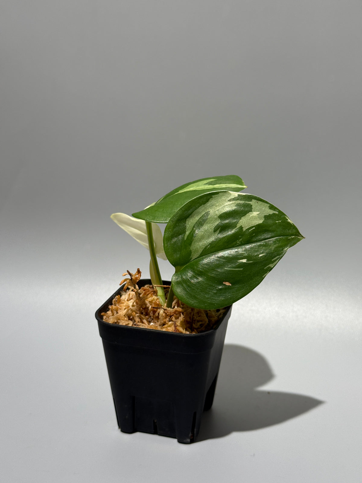 スキンダプサス トレビー ムーンライト 斑入り  / Scindapsus treubii moonlight var. (1)