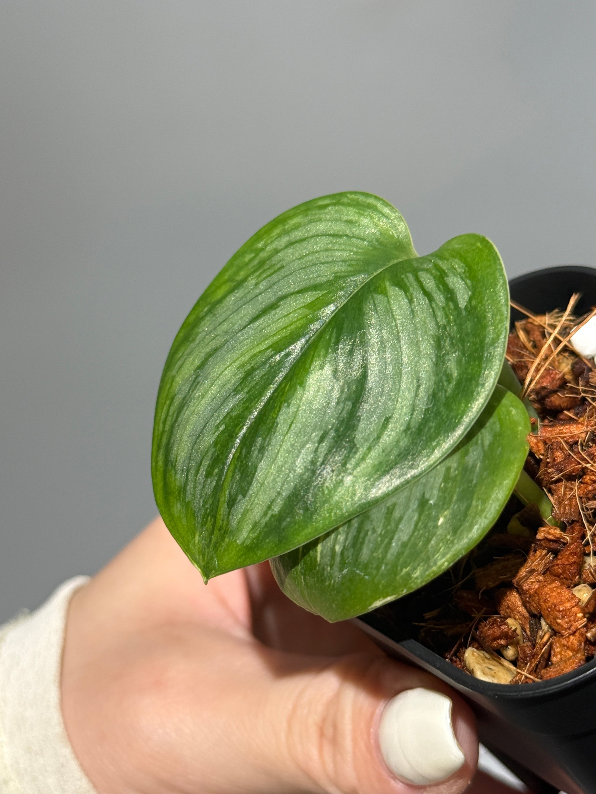 スキンダプサス ルビコン 斑入り  / Scindapsus Rubicon var.  (1)