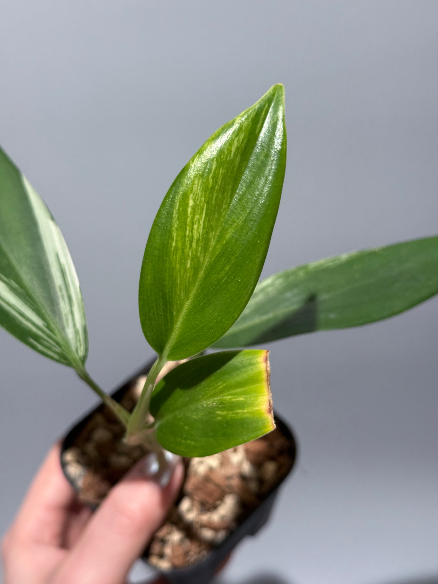 スキンダプサス コリアセウス アルボ / Scindapsus coriaceus albo (1)