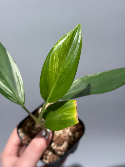 スキンダプサス コリアセウス アルボ / Scindapsus coriaceus albo (1)