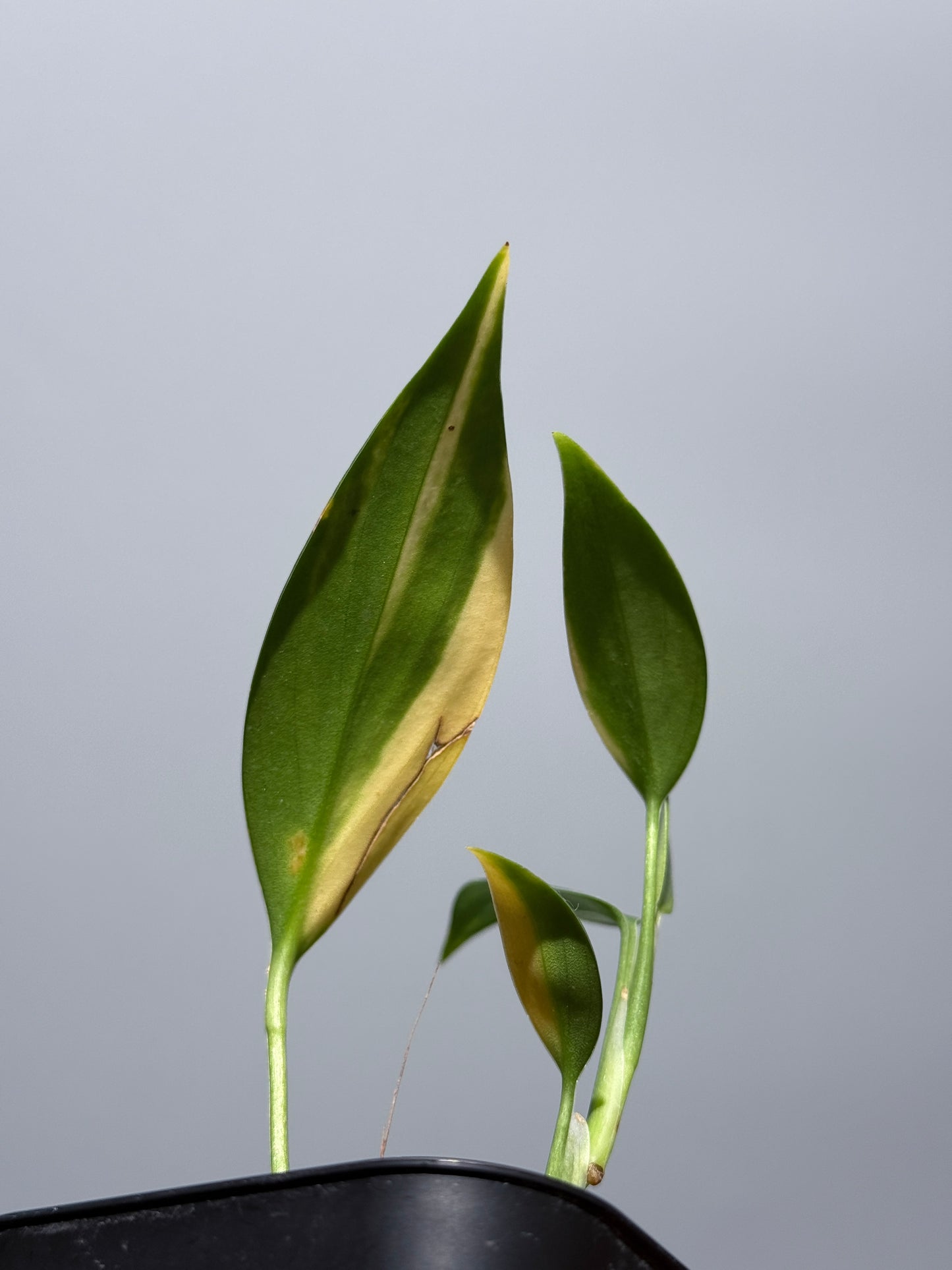 スキンダプサス コリアセウス イエロー / Scindapsus coriaceus yellow (2)