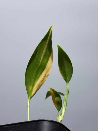 スキンダプサス コリアセウス イエロー / Scindapsus coriaceus yellow (2)