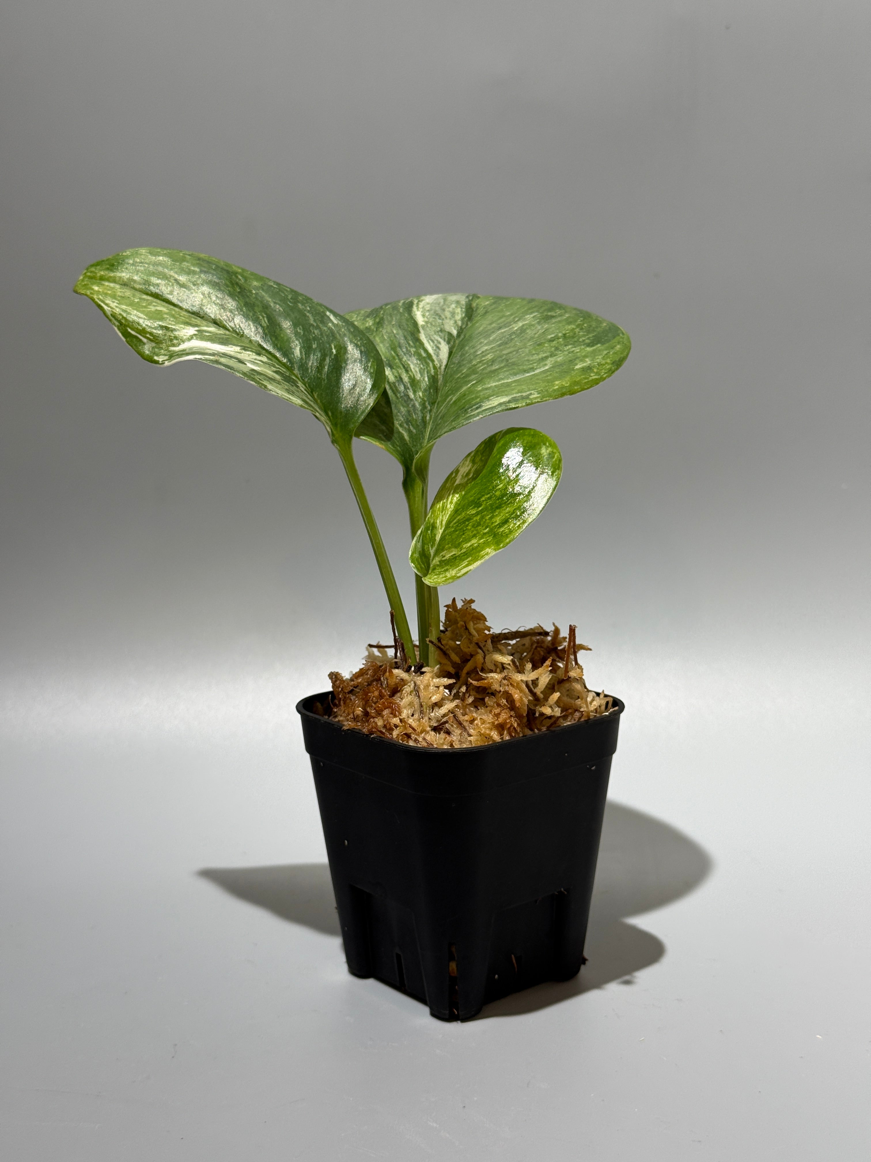 All Plants – Nakayama-Plants