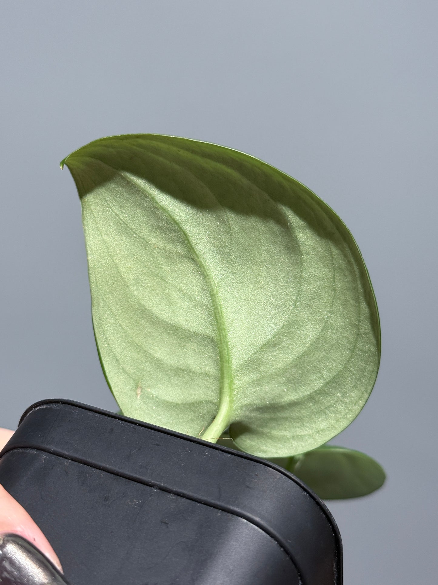 スキンダプサス エキゾチカ グローシ sp.サラワク / Scindapsus exotica glosy sp.serawak (2)