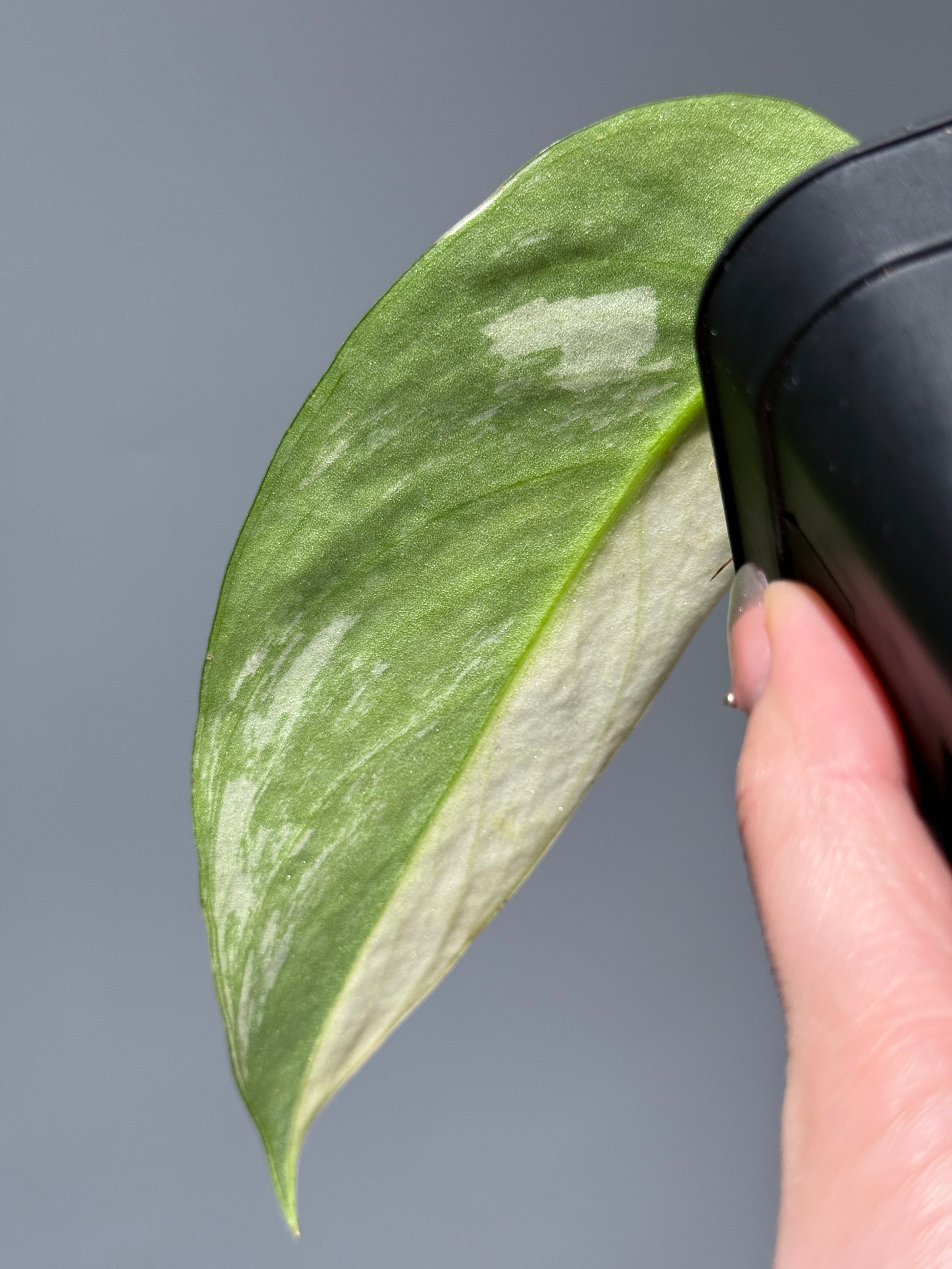 スキンダプサス ラカンビニ / Scindapsus lakambini  (1)