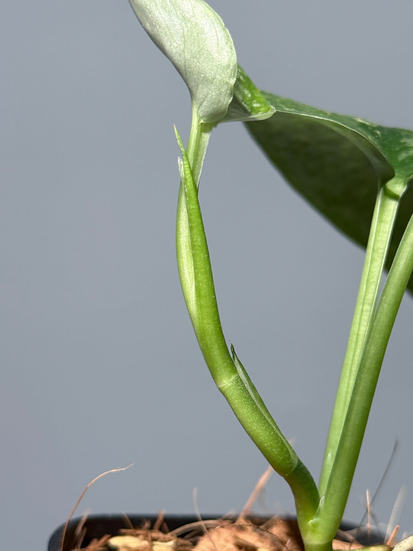 スキンダプサス レオパード / Scindapsus Leopard (2)