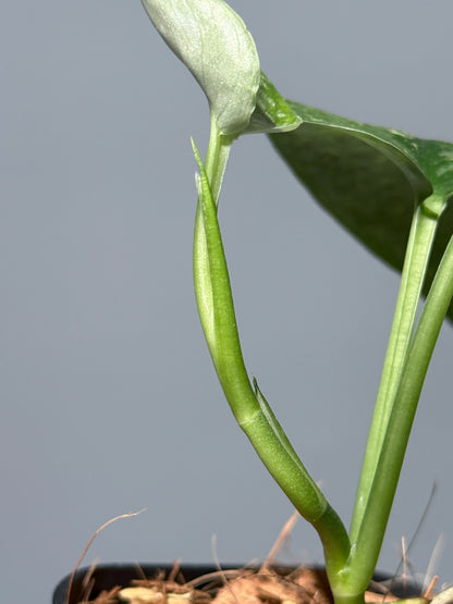 スキンダプサス レオパード / Scindapsus Leopard (2)