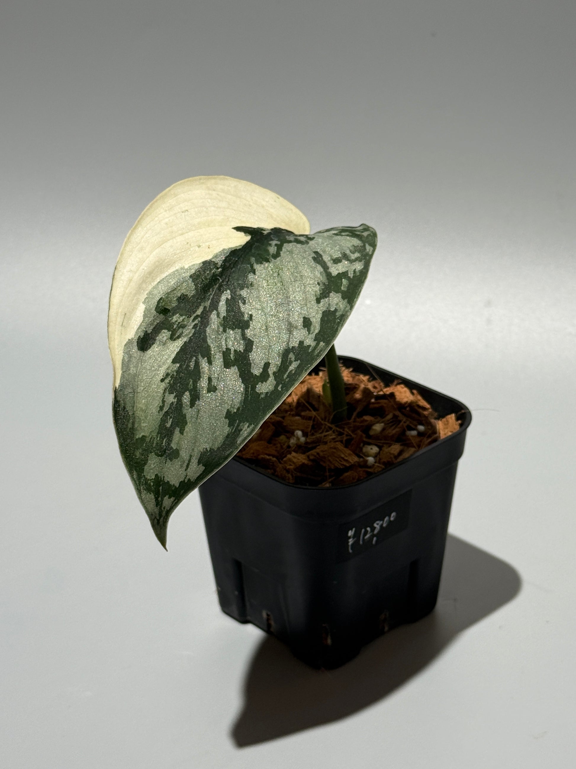 スキンダプサス マリポーサ / Scindapsus Mariposa (2)