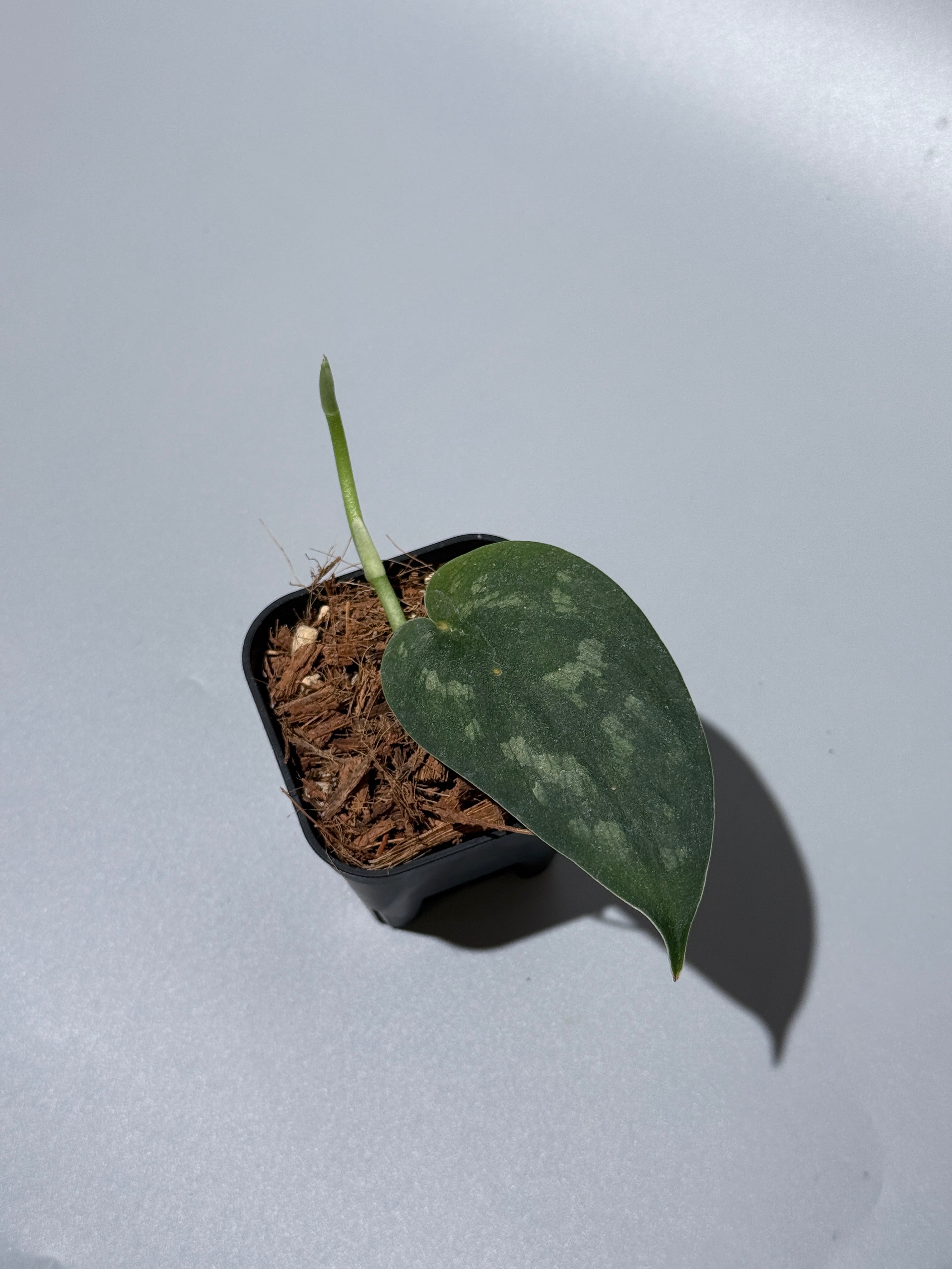 All Plants – Nakayama-Plants