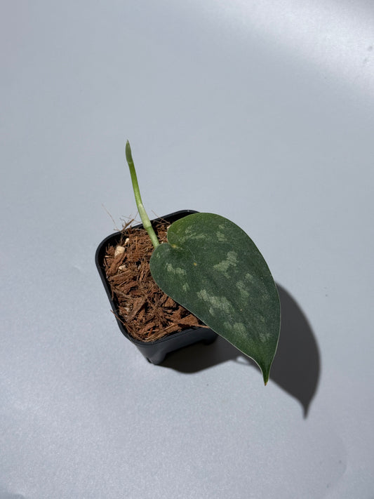 スキンダプサス シシリム / Scindapsus Sisilim (1)