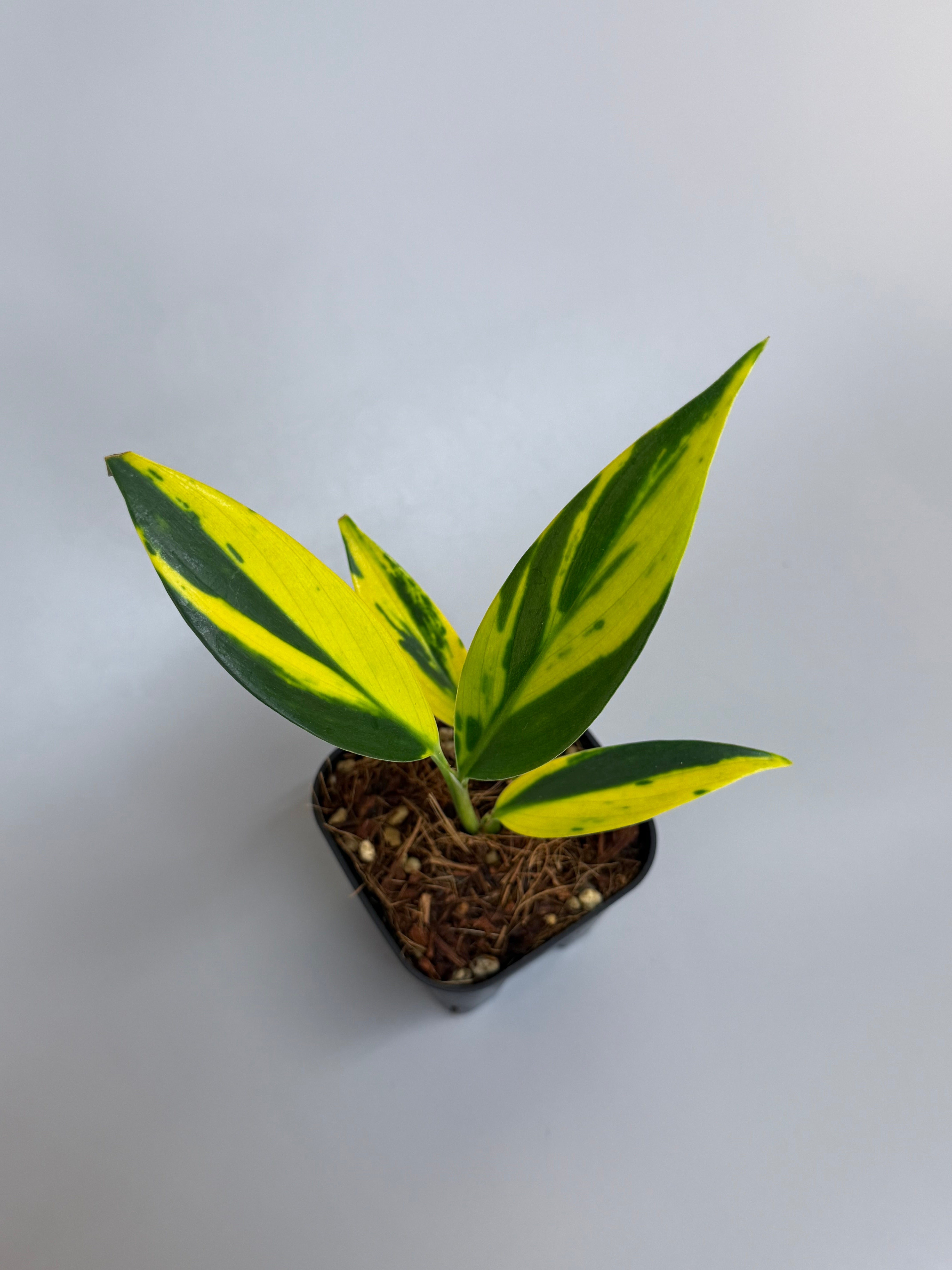 Nakayama-Plants