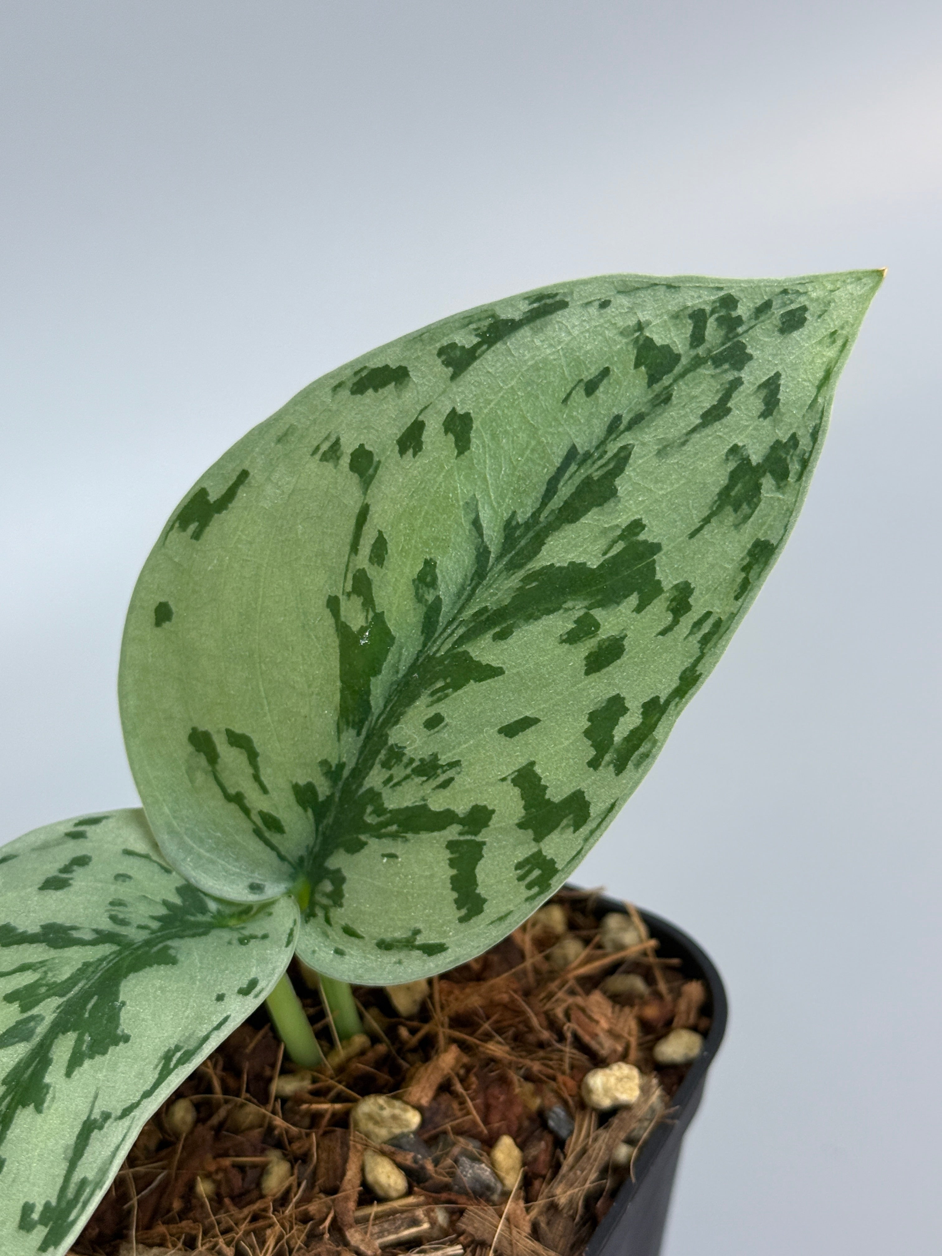 Nakayama Plants – Nakayama-Plants