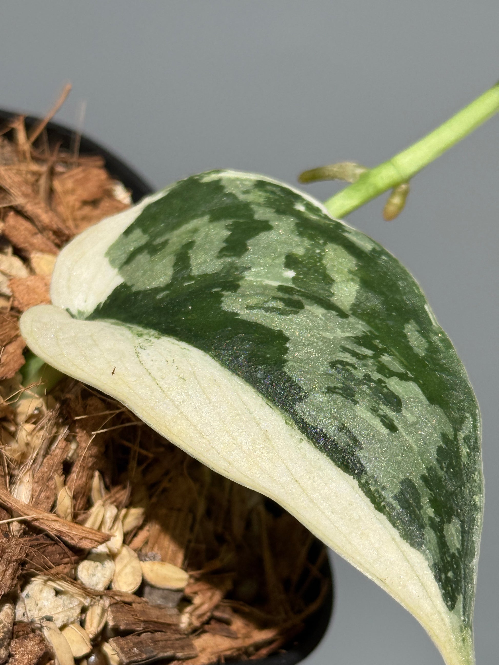 スキンダプサス マヤリ / Scindapsus mayari (1)