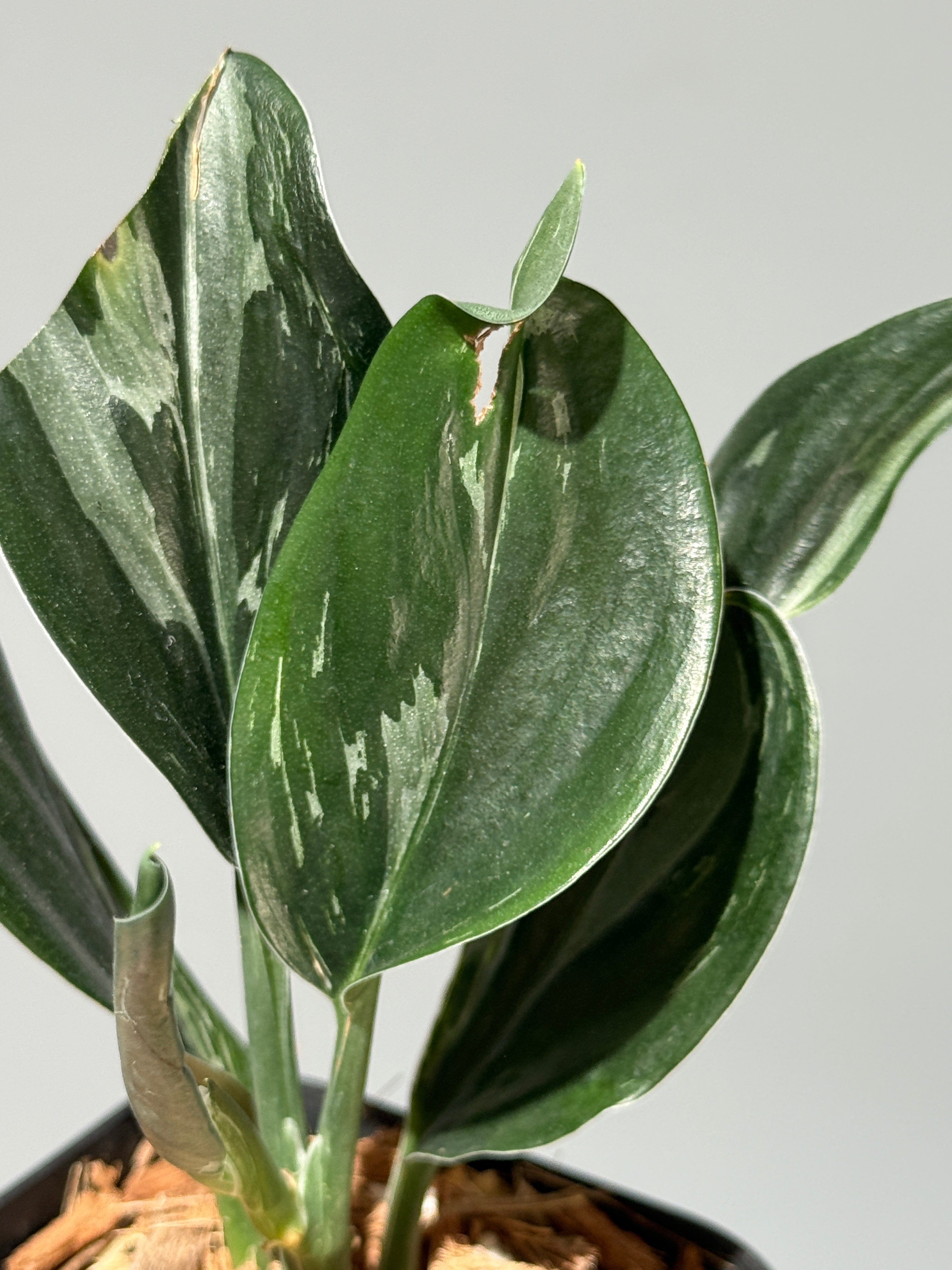 All Plants – Page 2 – Nakayama-Plants