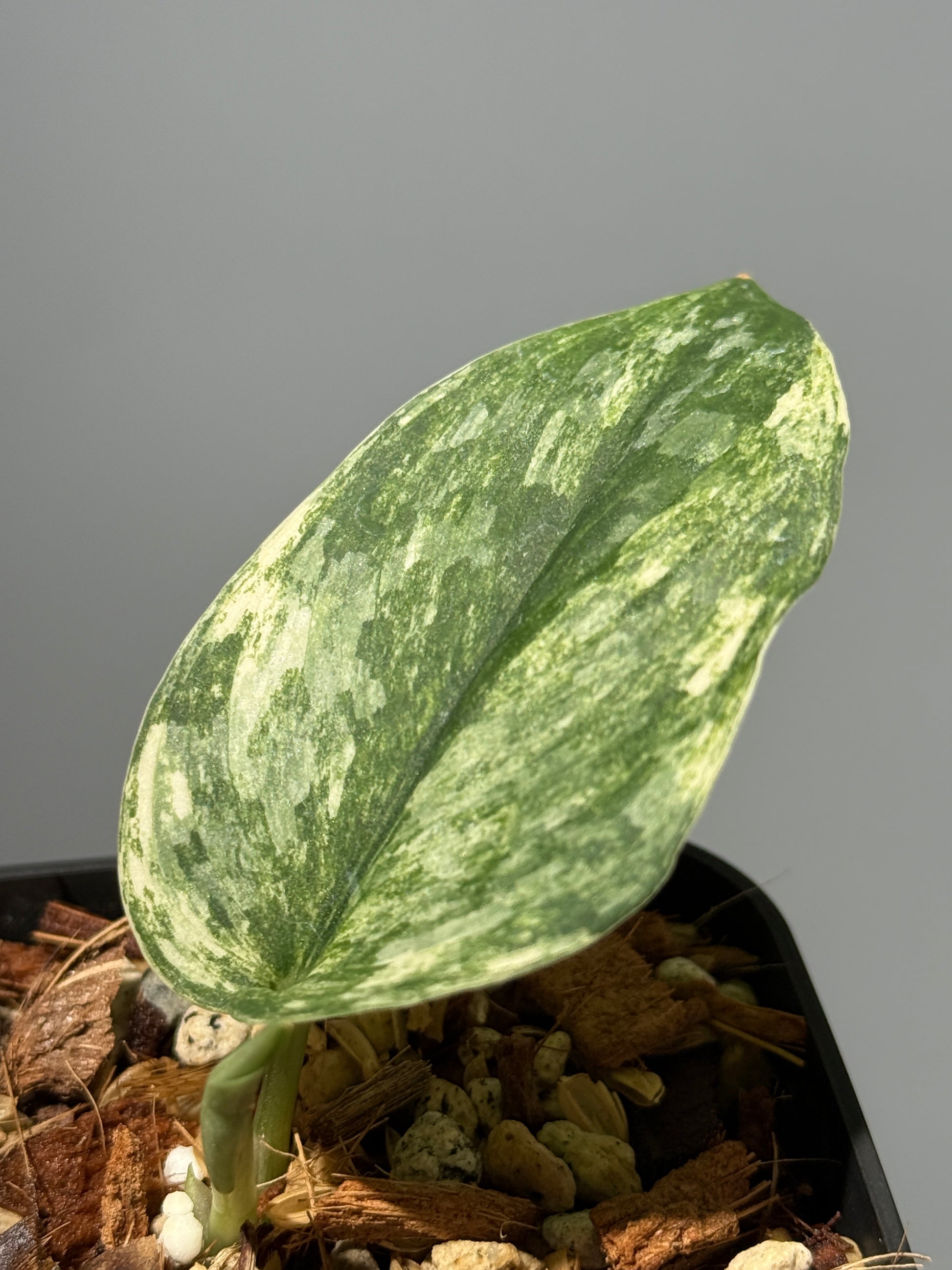 スキンダプサス ラジャタプラ  / Scindapsus Rajatapura (1)