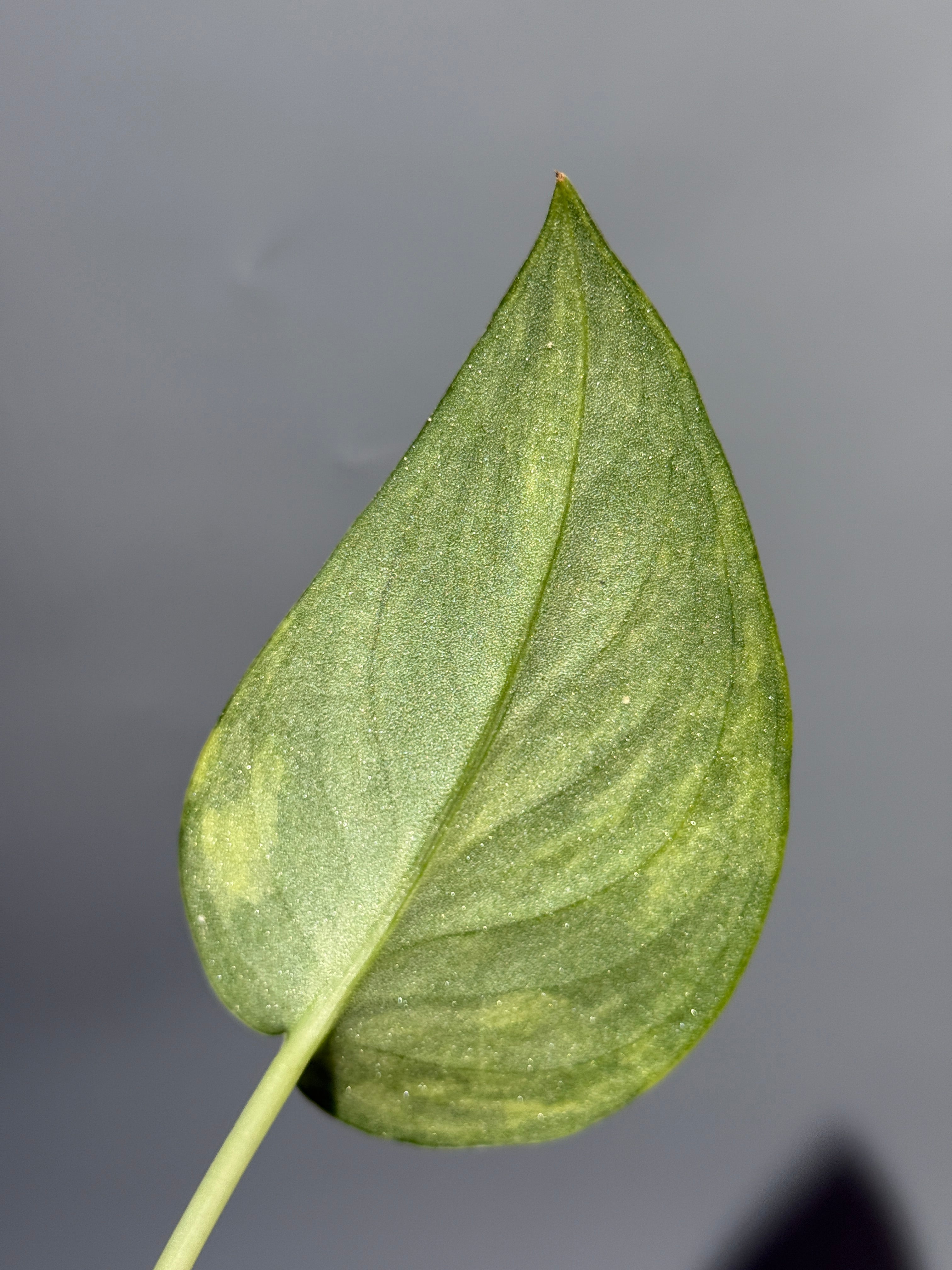 スキンダプサス グリーン ダイヤモンド / Scindapsus Green diamond (1