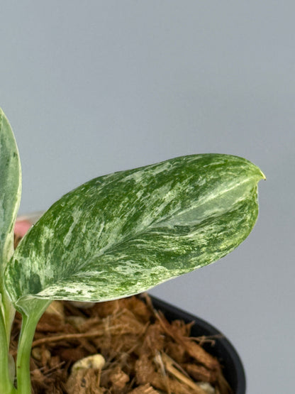 スキンダプサス トレビー マーブル  / Scindapsus treubii marble  (2)