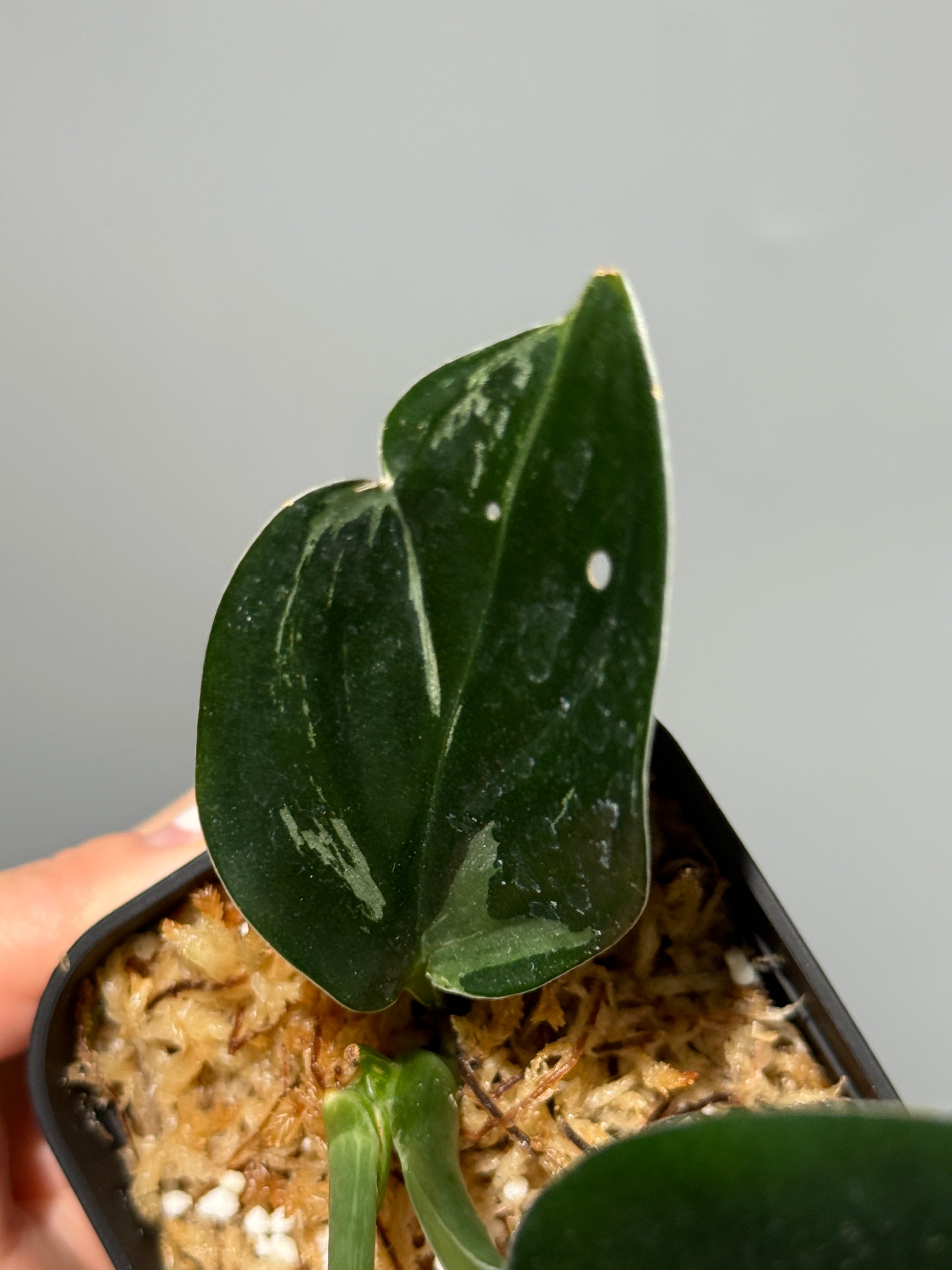 スキンダプサス トレビー ダークフォーム ミューテーション/Scindapsus Treubii darkform mutation (1)