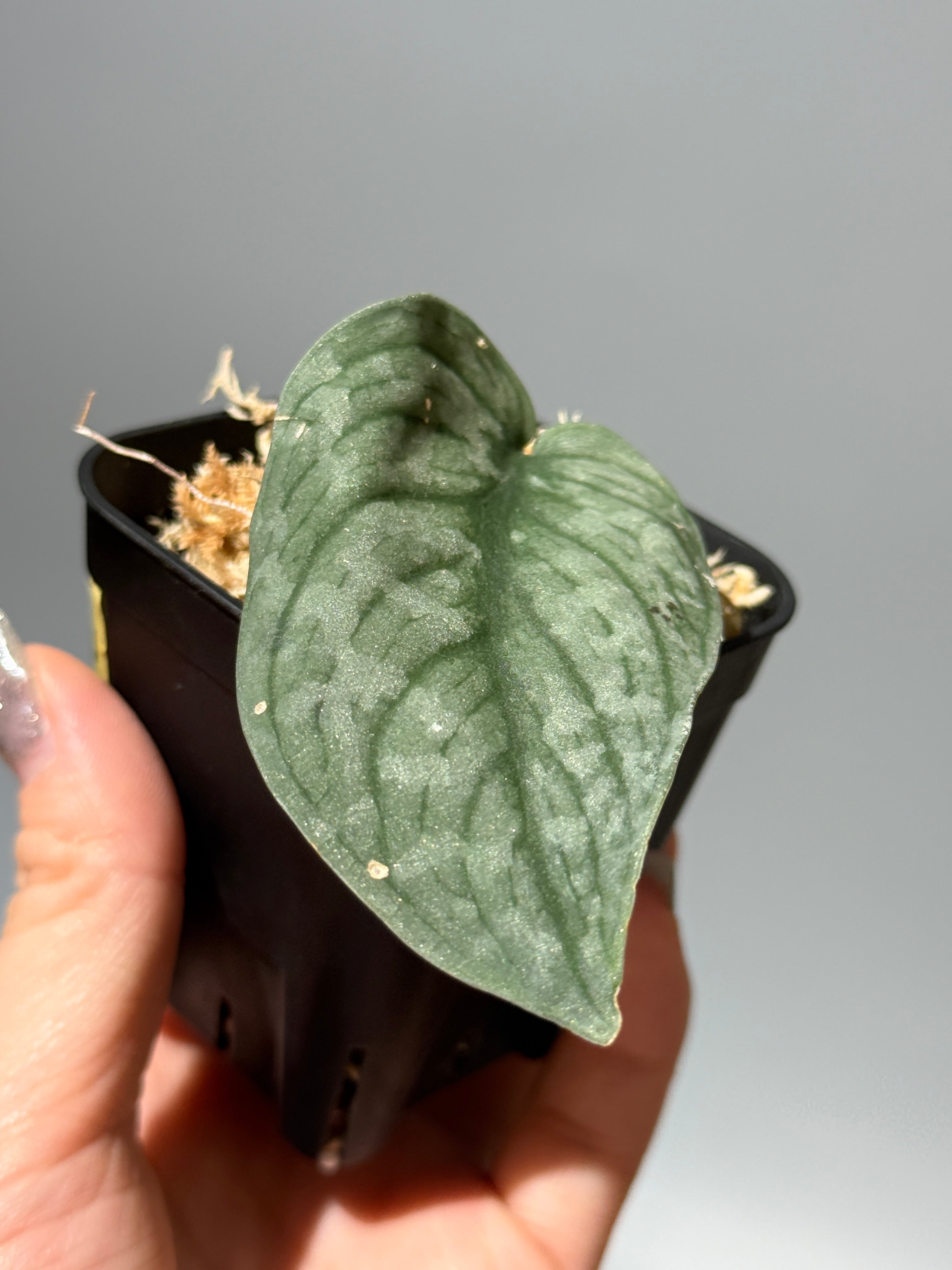 スキンダプサス ケンカナ 【レア】 スキンダプサ　ニルマラ　セット　L5 楽天市場】スキンダプサス（花・観葉植物｜花・ガーデン・DIY）の通販