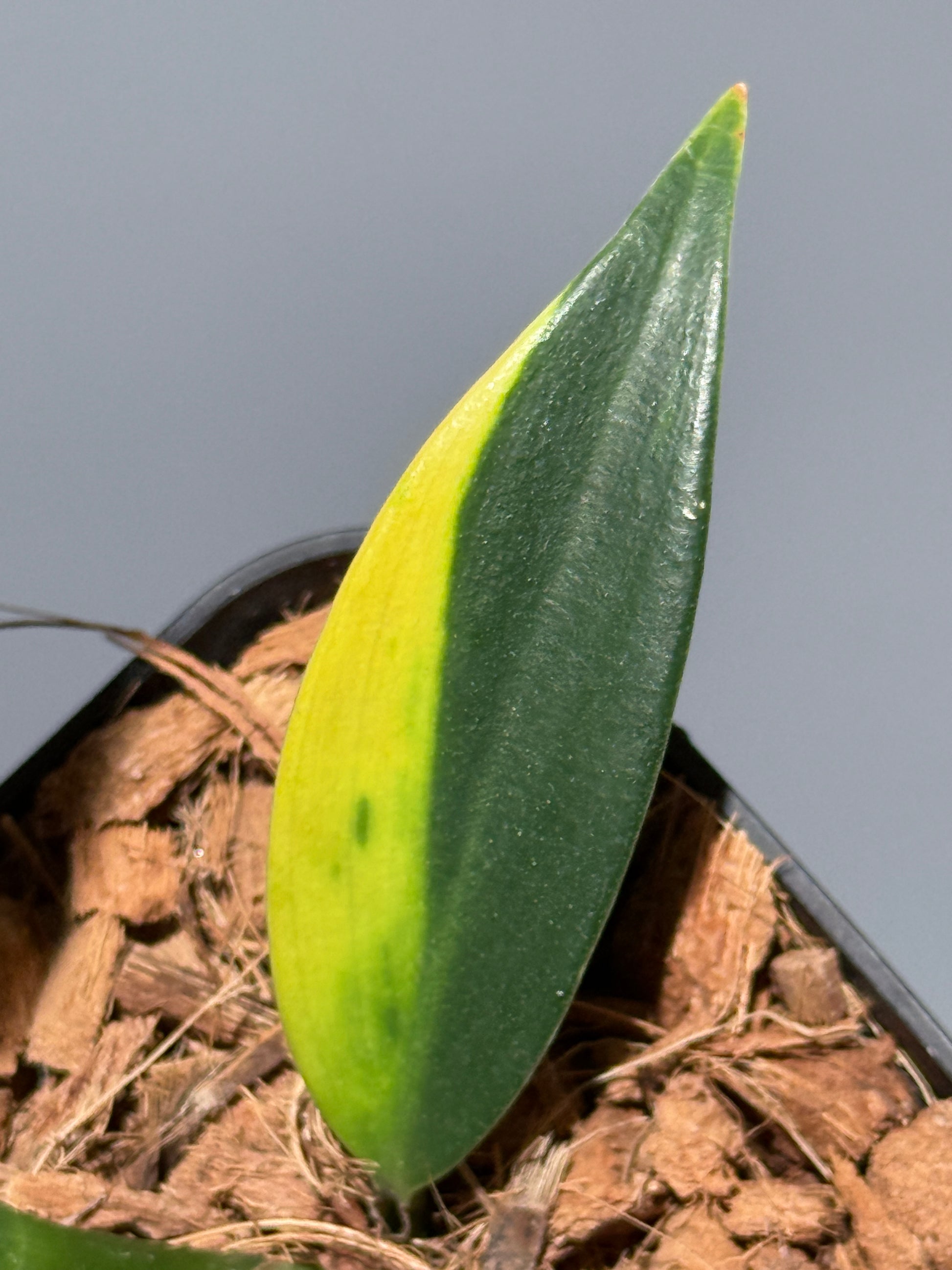 スキンダプサス コリアセウス イエロー / Scindapsus coriaceus yellow (2)