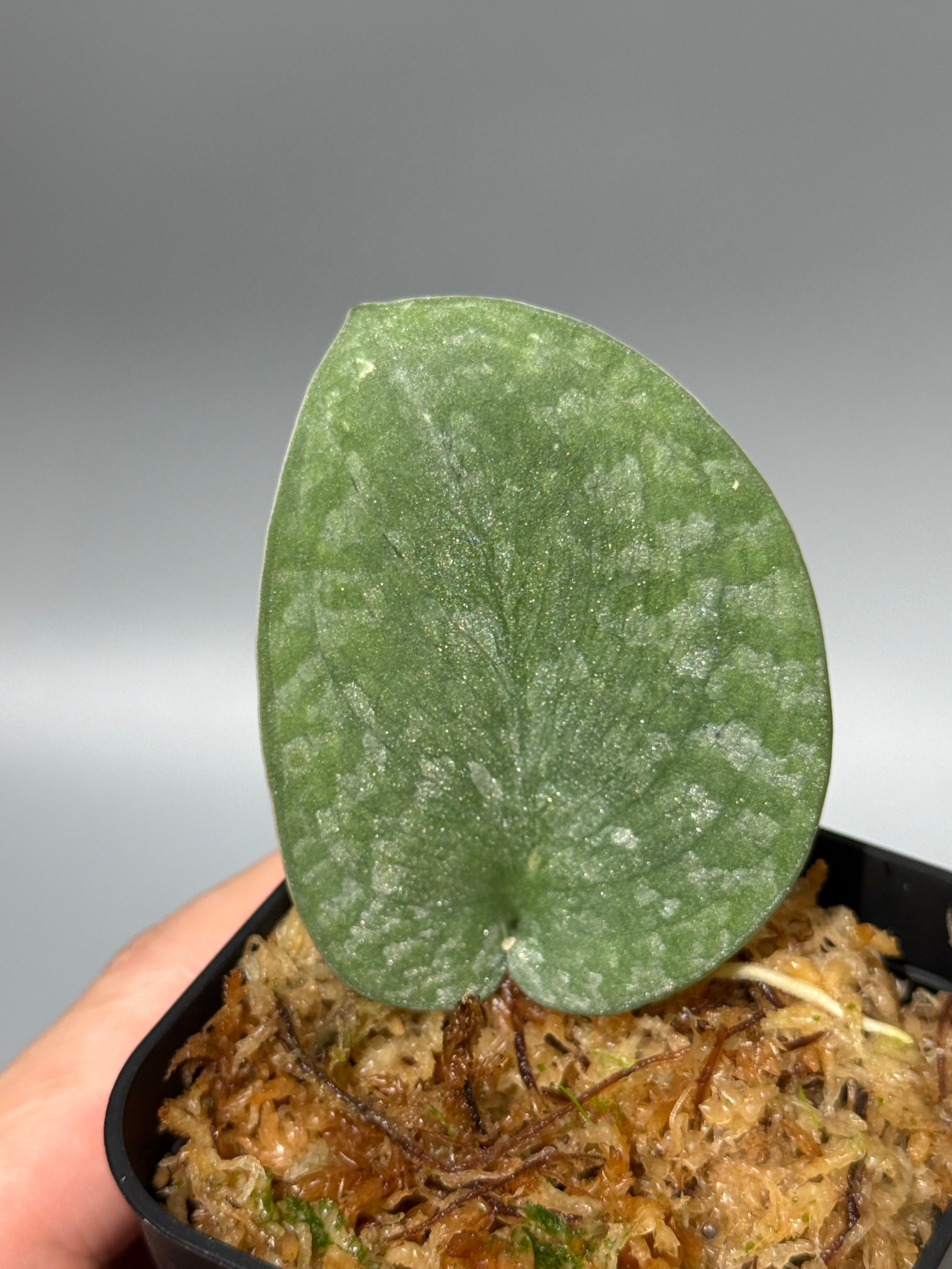 All Plants – Nakayama-Plants