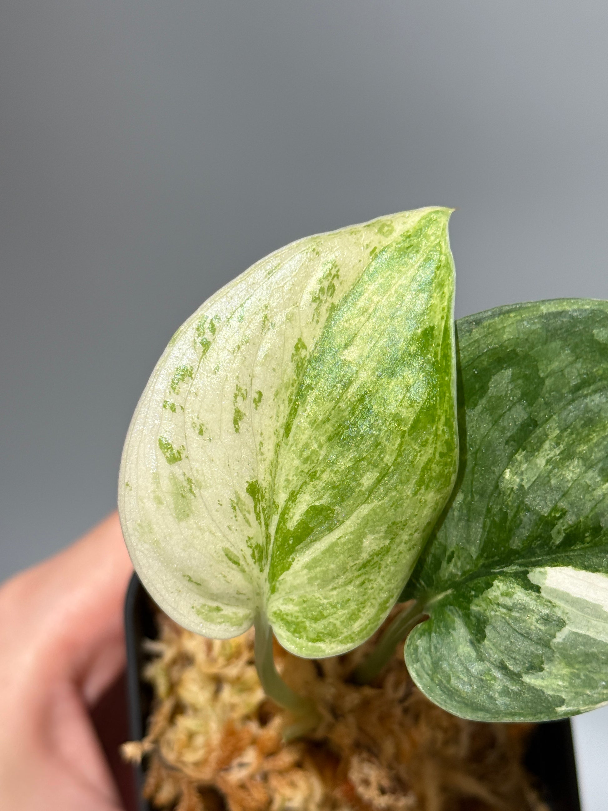 スキンダプサス ブルークラウド トリカラー / Scindapsus Exotica cloud tricolor (1)