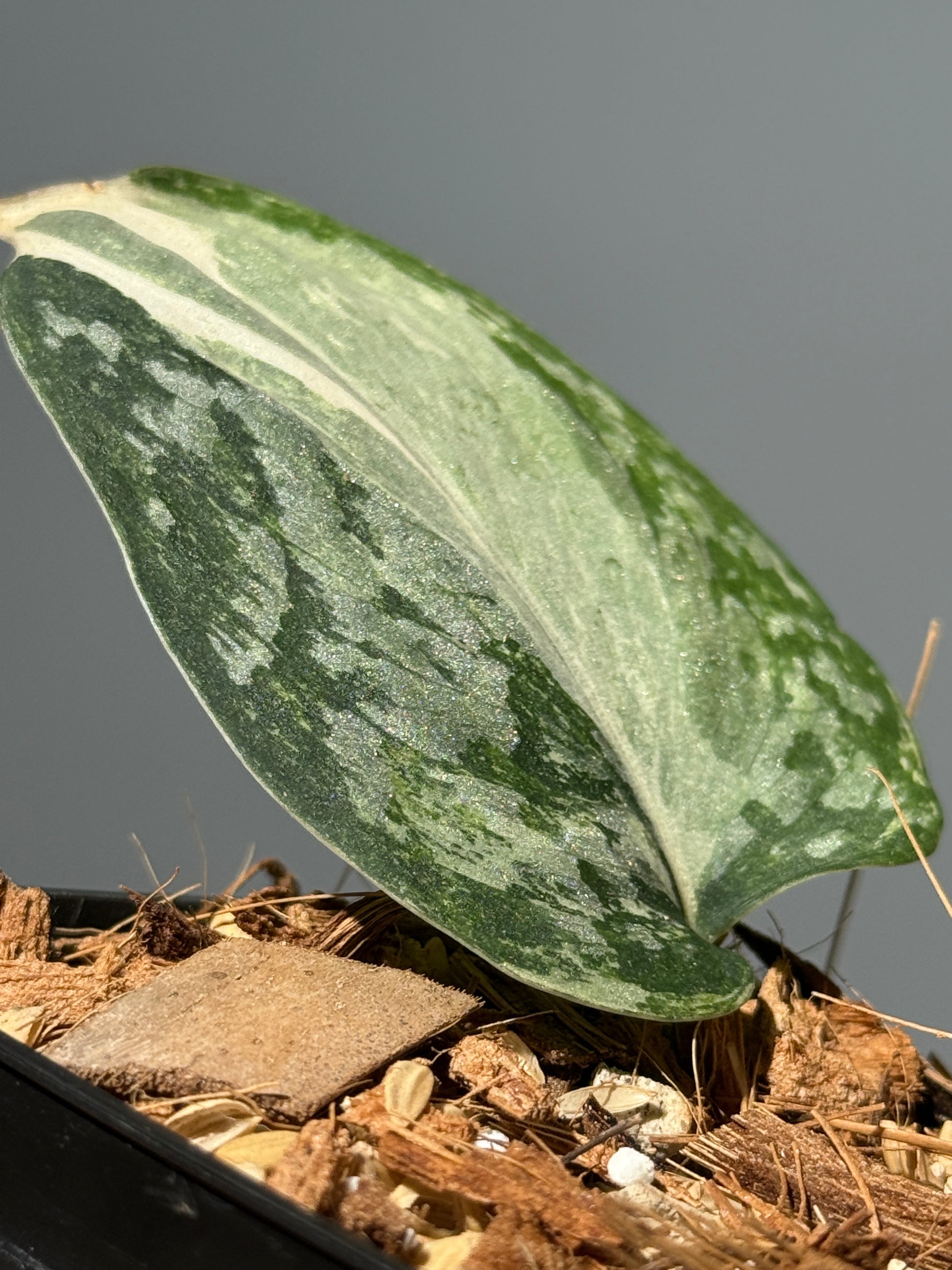 スキンダプサス エキゾチカ アルボ / Scindapsus exotica albo (1)