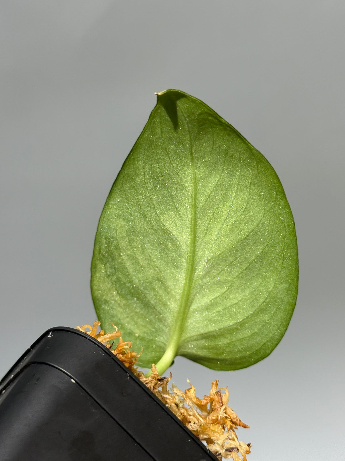 スキンダプサス アルギレウス マクマク / Scindapsus Argyraeus makumaku (1)