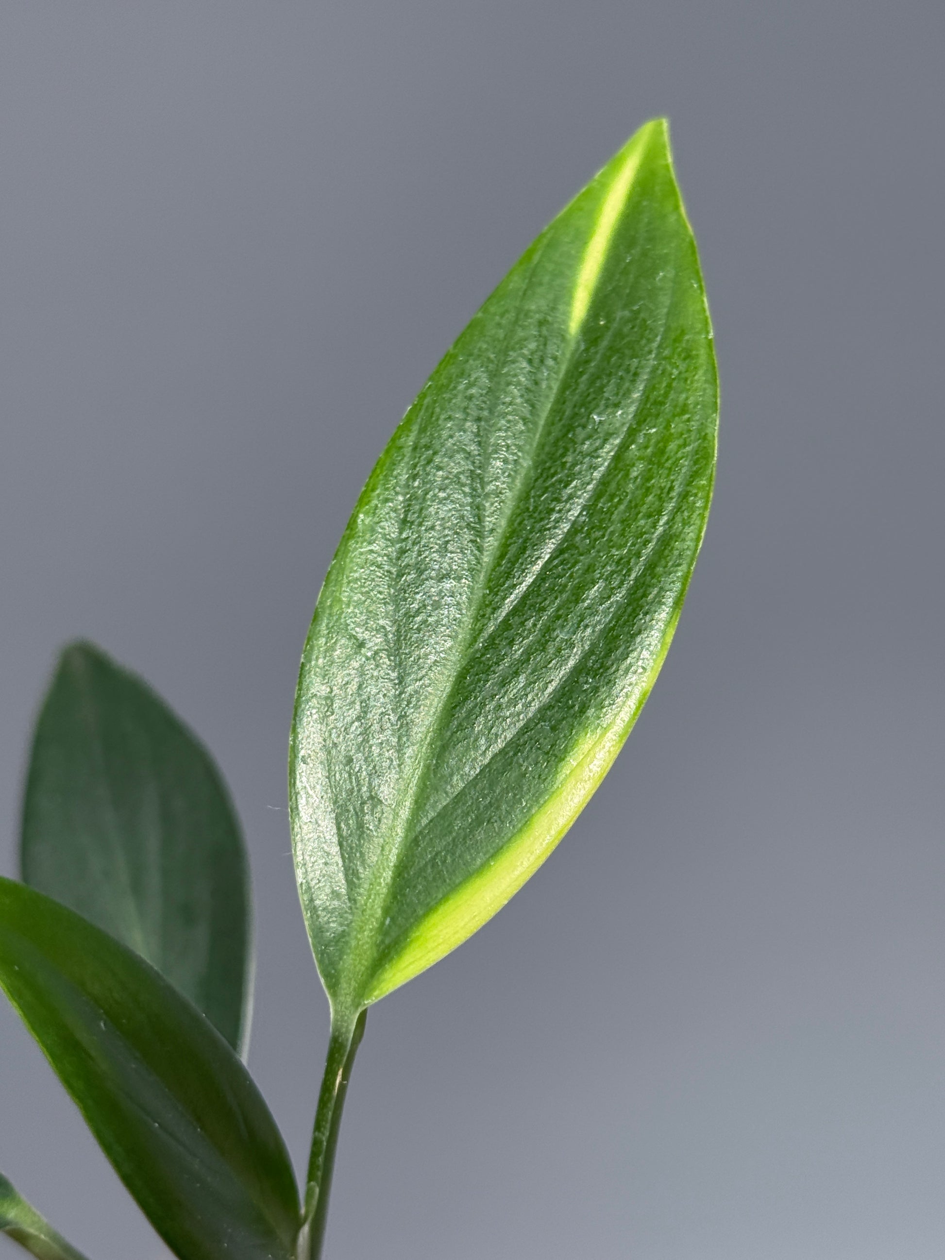 スキンダプサス コリアセウス イエロー / Scindapsus coriaceus yellow (2)