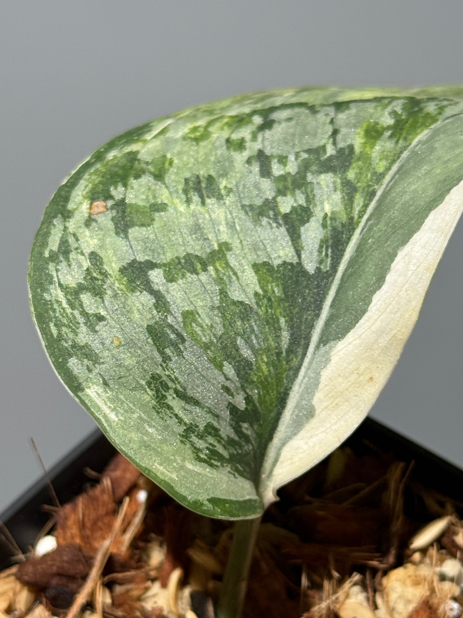 スキンダプサス エキゾチカ アルボ / Scindapsus exotica albo (1)