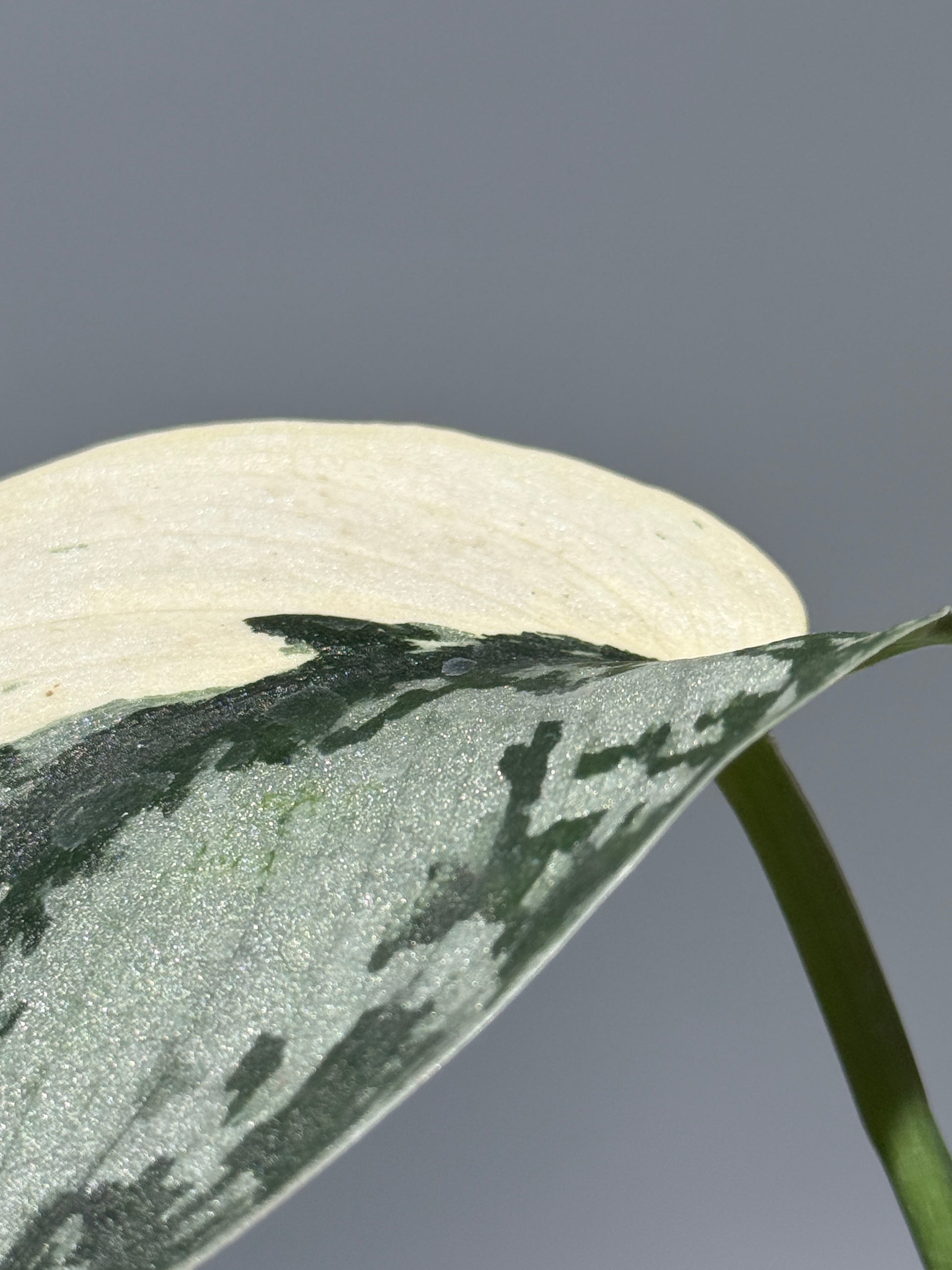 スキンダプサス マリポーサ / Scindapsus Mariposa (2)