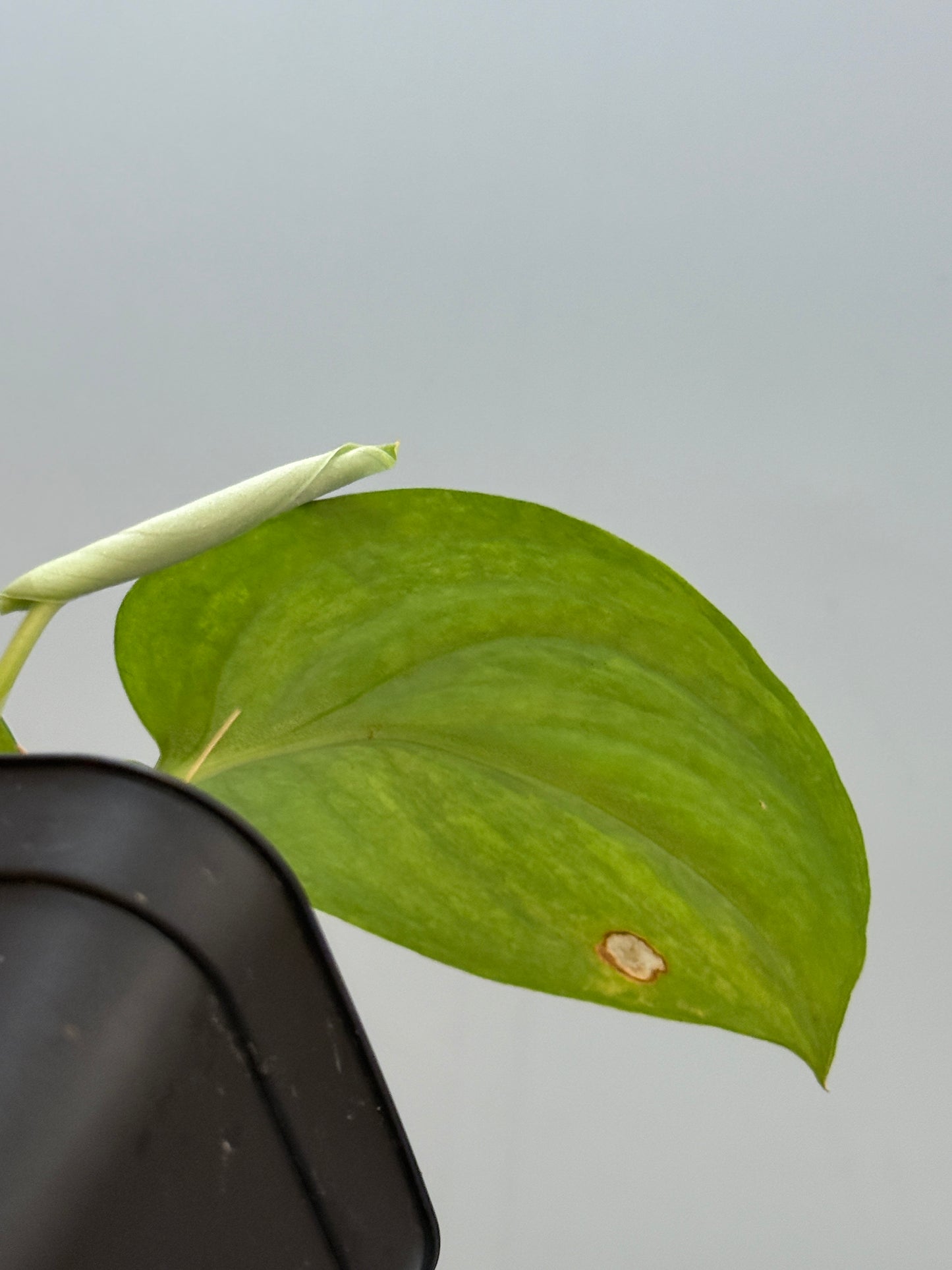 スキンダプサス グリーン ドラゴン / Scindapsus Green dorgon (1)