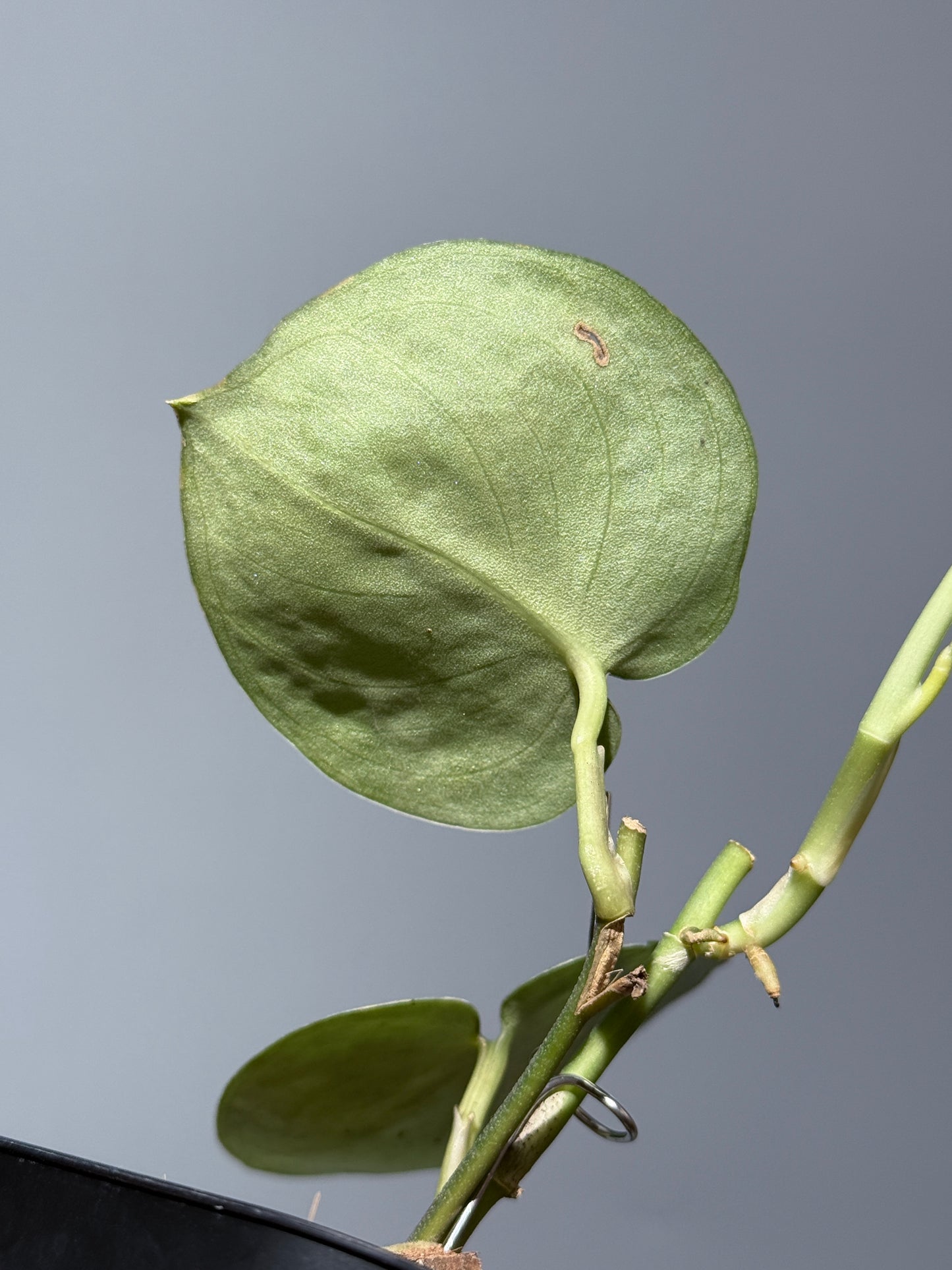 スキンダプサス ドラヤキ / Scindapsus Dorayaki (1)