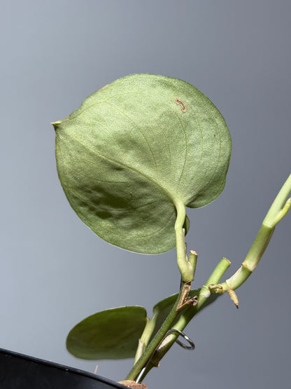 スキンダプサス ドラヤキ / Scindapsus Dorayaki (1)