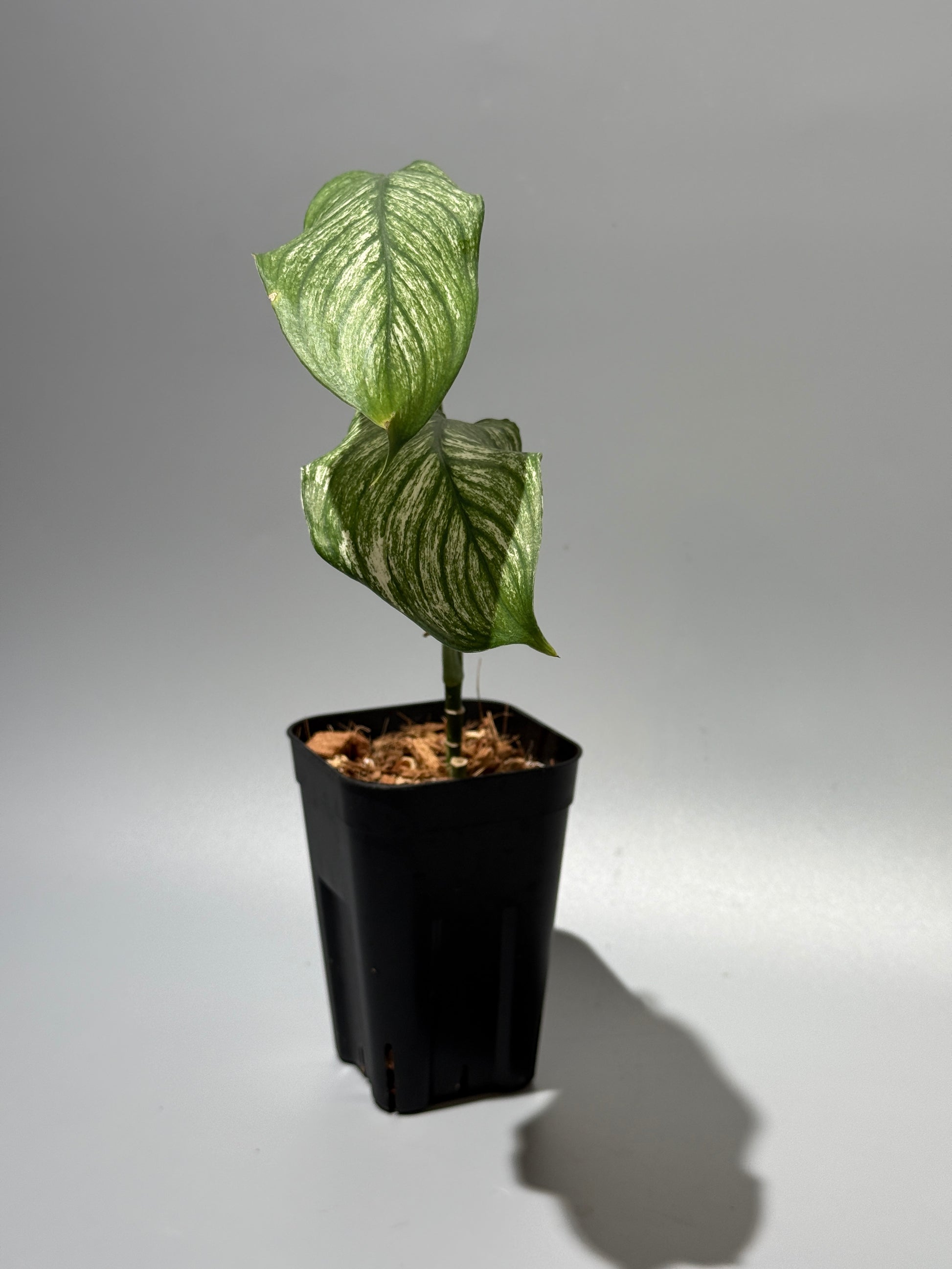 スキンダプサス ロンギピタス ミント  / Scindapsus Longistiptatus mint (1)