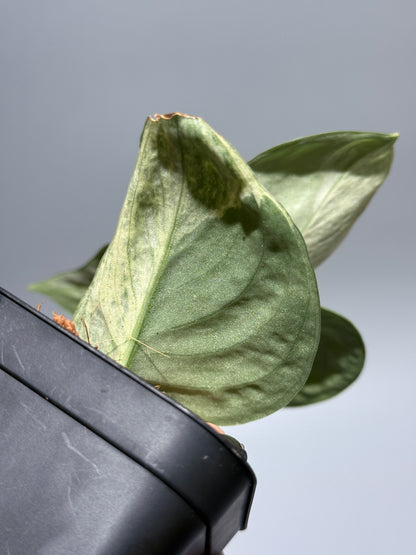 スキンダプサス スーパームーン チリン / Scindapsus Supermoon tilung (1)