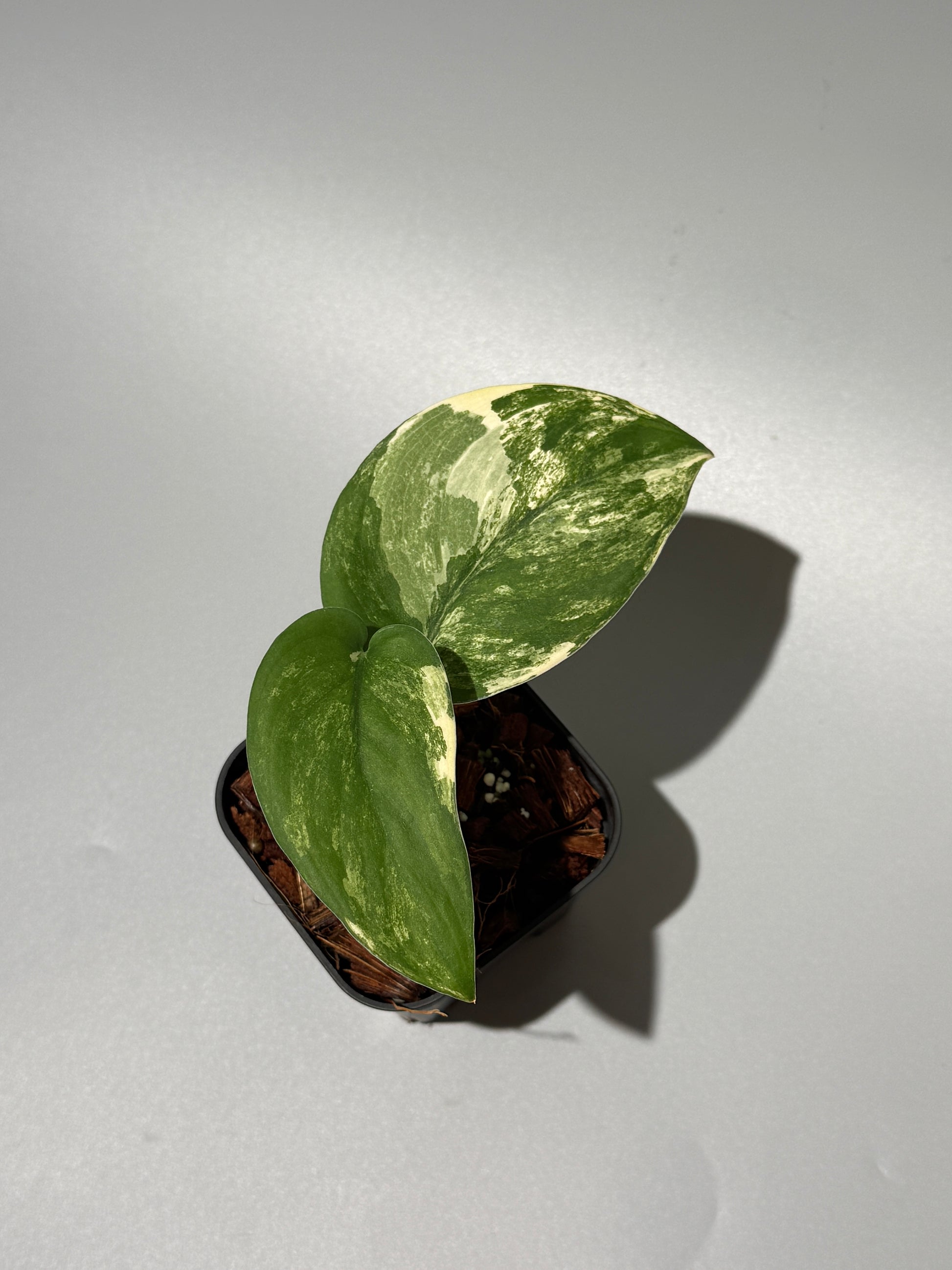 スキンダプサス ジェイドサテン オーレア  / Scindapsus jadesatin aurea (2)