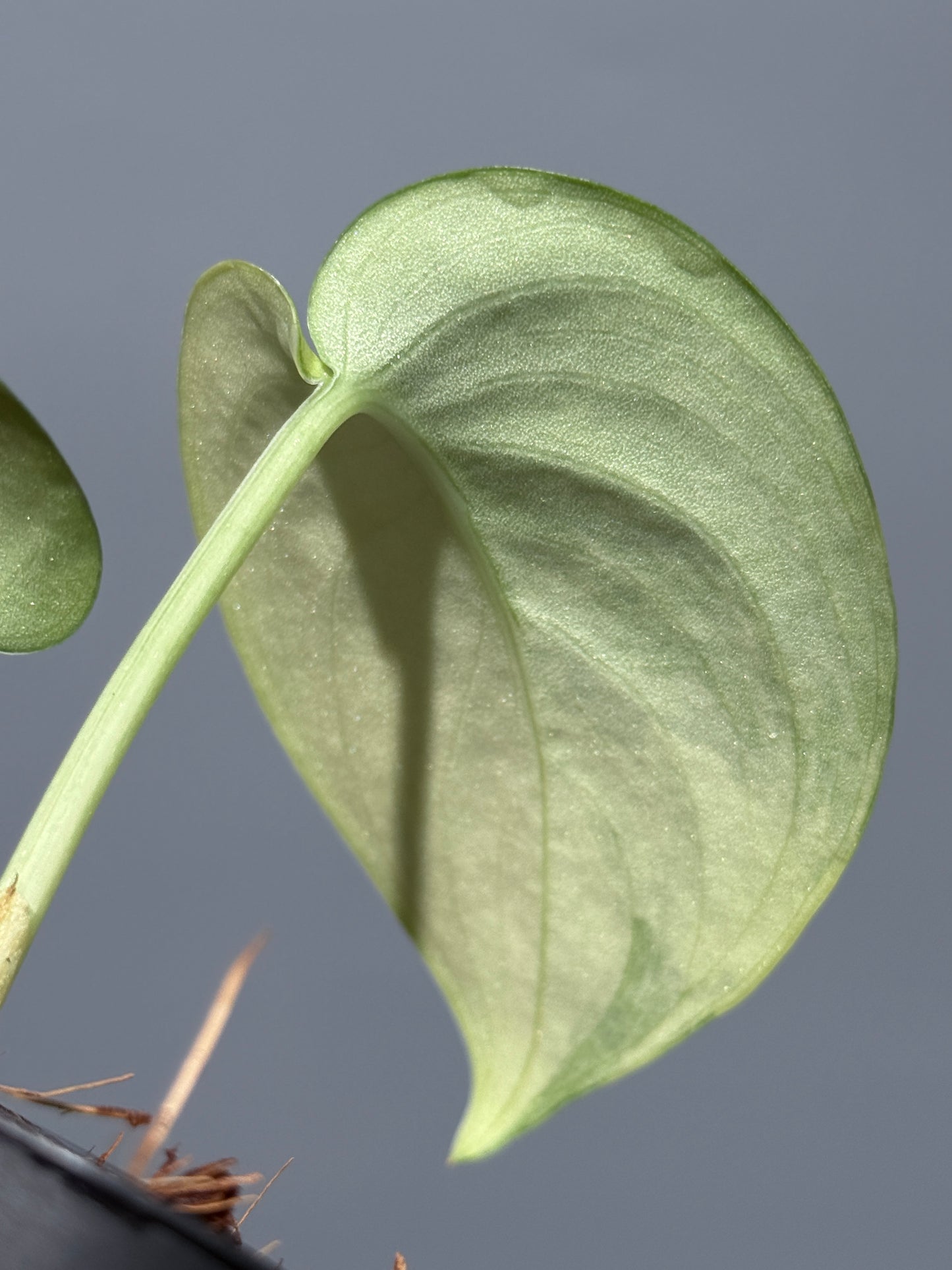 スキンダプサス ジェイドサテン オーレア  / Scindapsus jadesatin aurea (1)