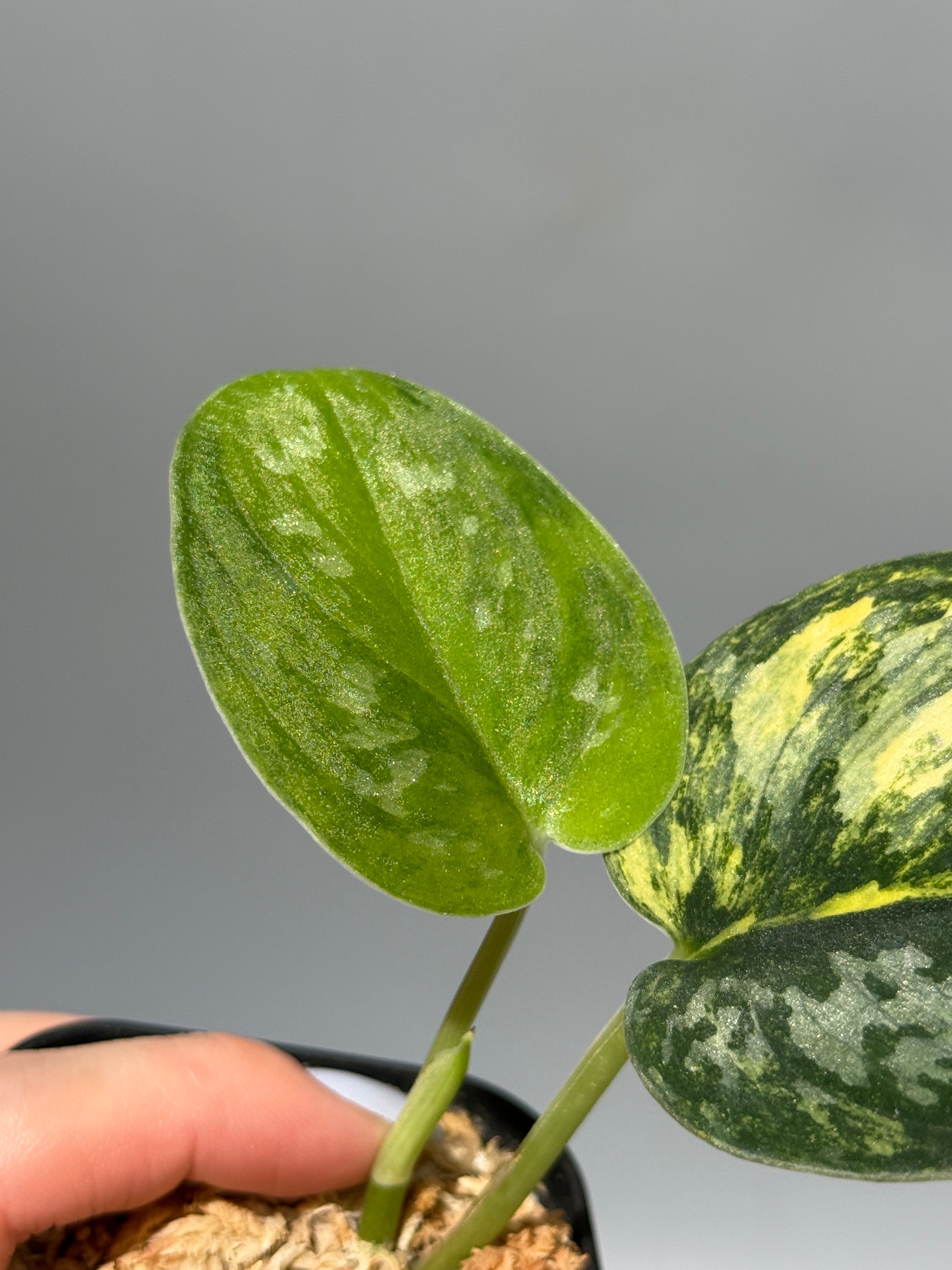 スキンダプサス グリーン ダイヤモンド / Scindapsus Green diamond (2)