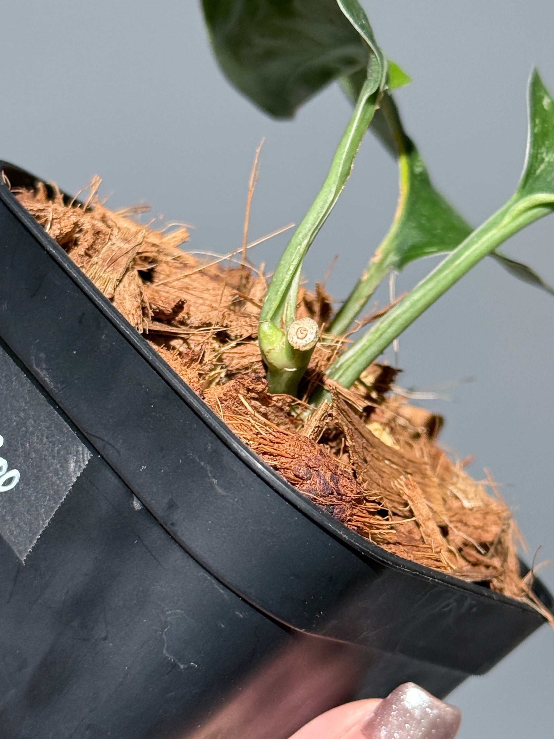 スキンダプサス シルバースプラッシュ ミューテーション/ Scindapsus Silver splash mutation  (1)