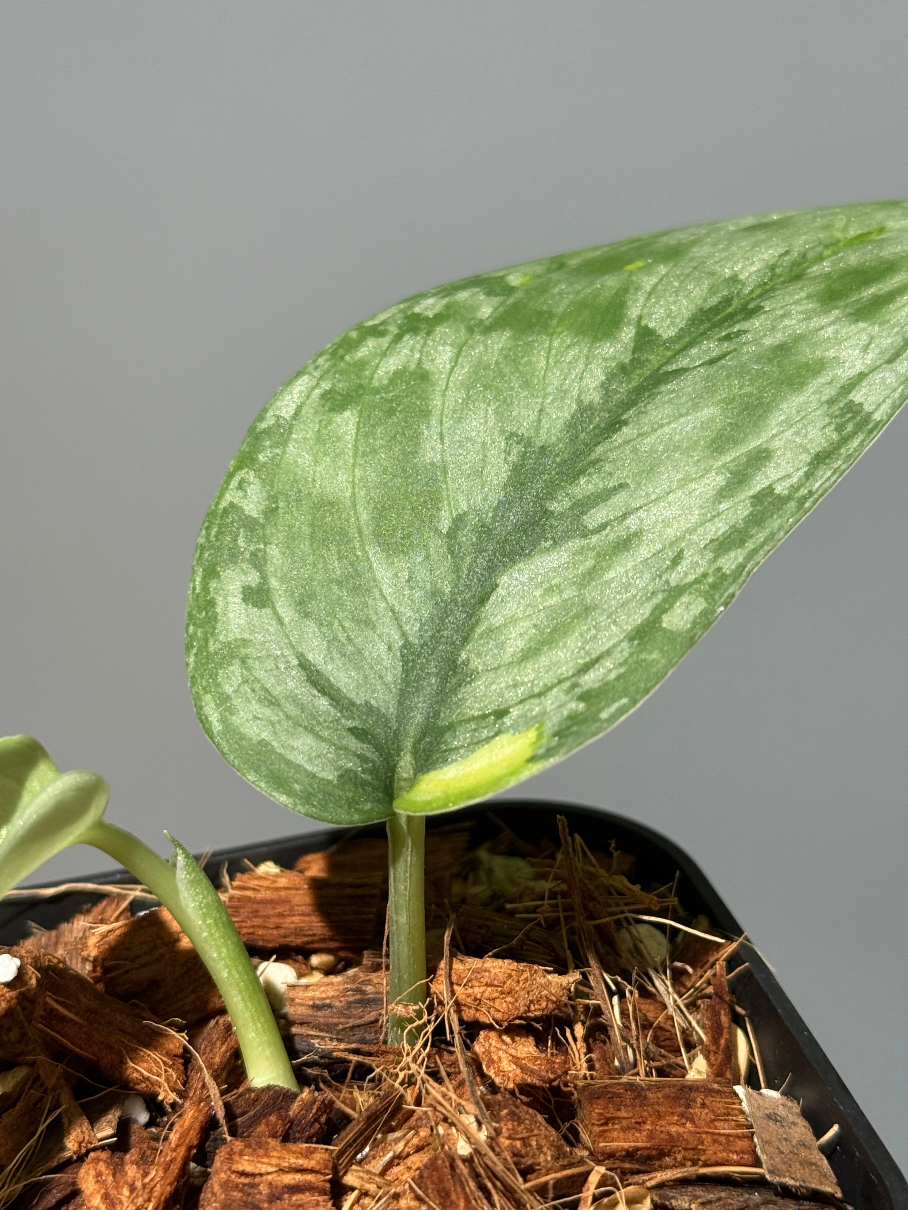 商品 – Page 3 – Nakayama-Plants