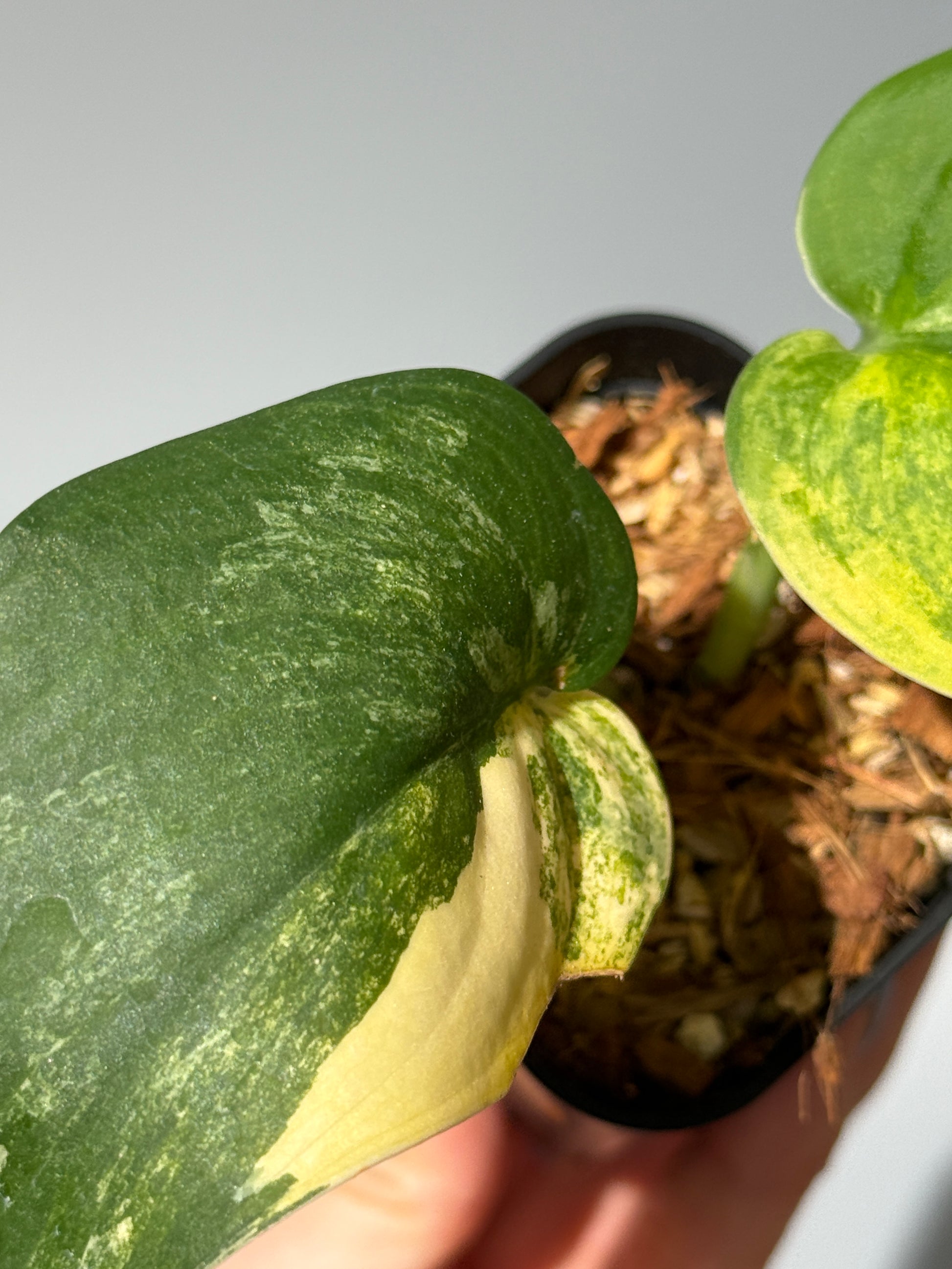 スキンダプサス ジェイドサテン オーレア  / Scindapsus jadesatin aurea (1)
