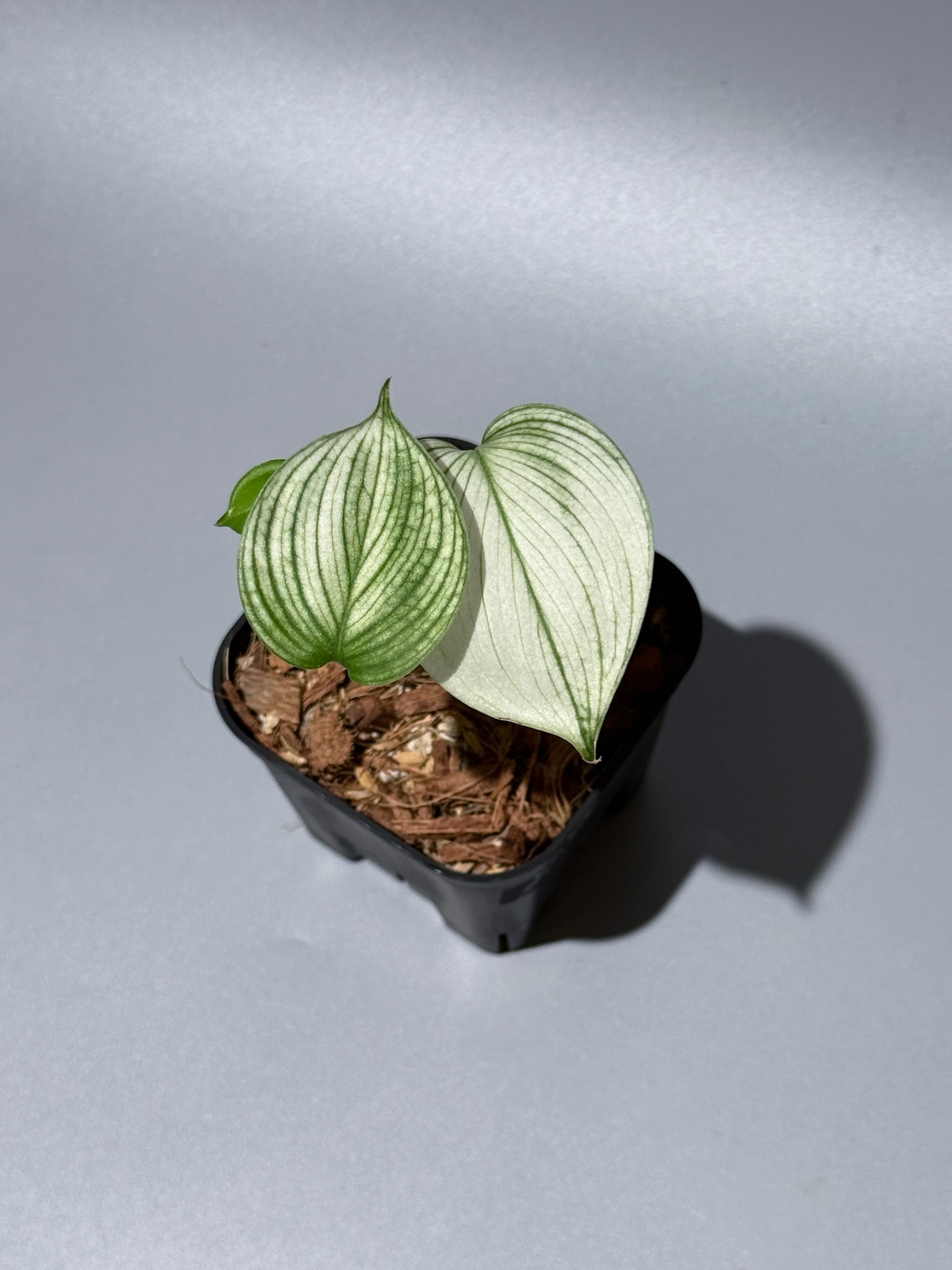 スキンダプサス ホワイトモンスター / Scindapsus whitemonster (1)