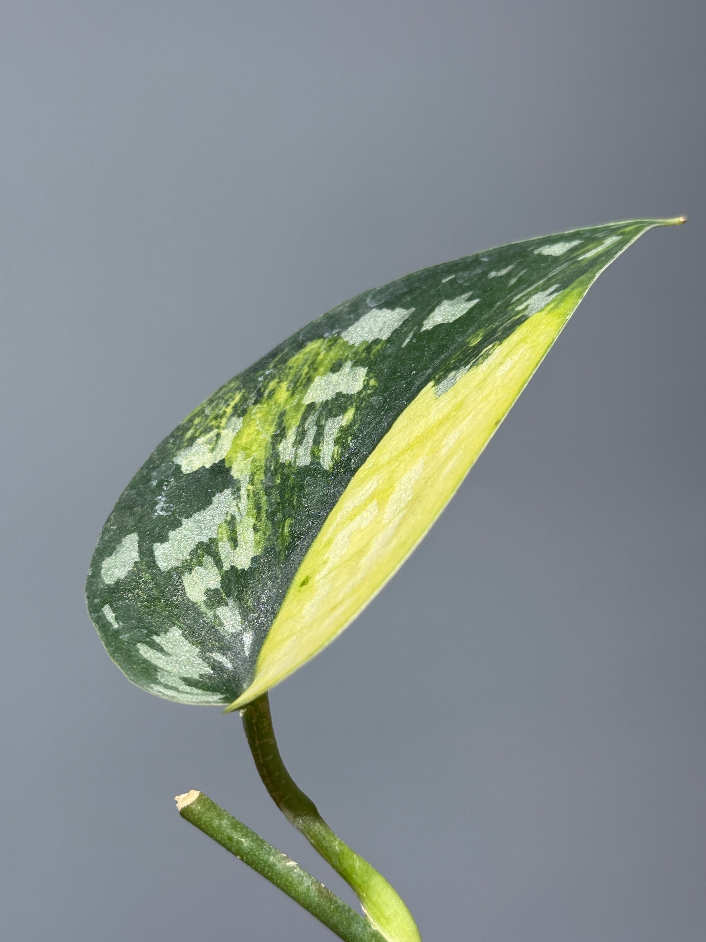 スキンダプサス マラフヨ / Scindapsus Marahuyo (1)