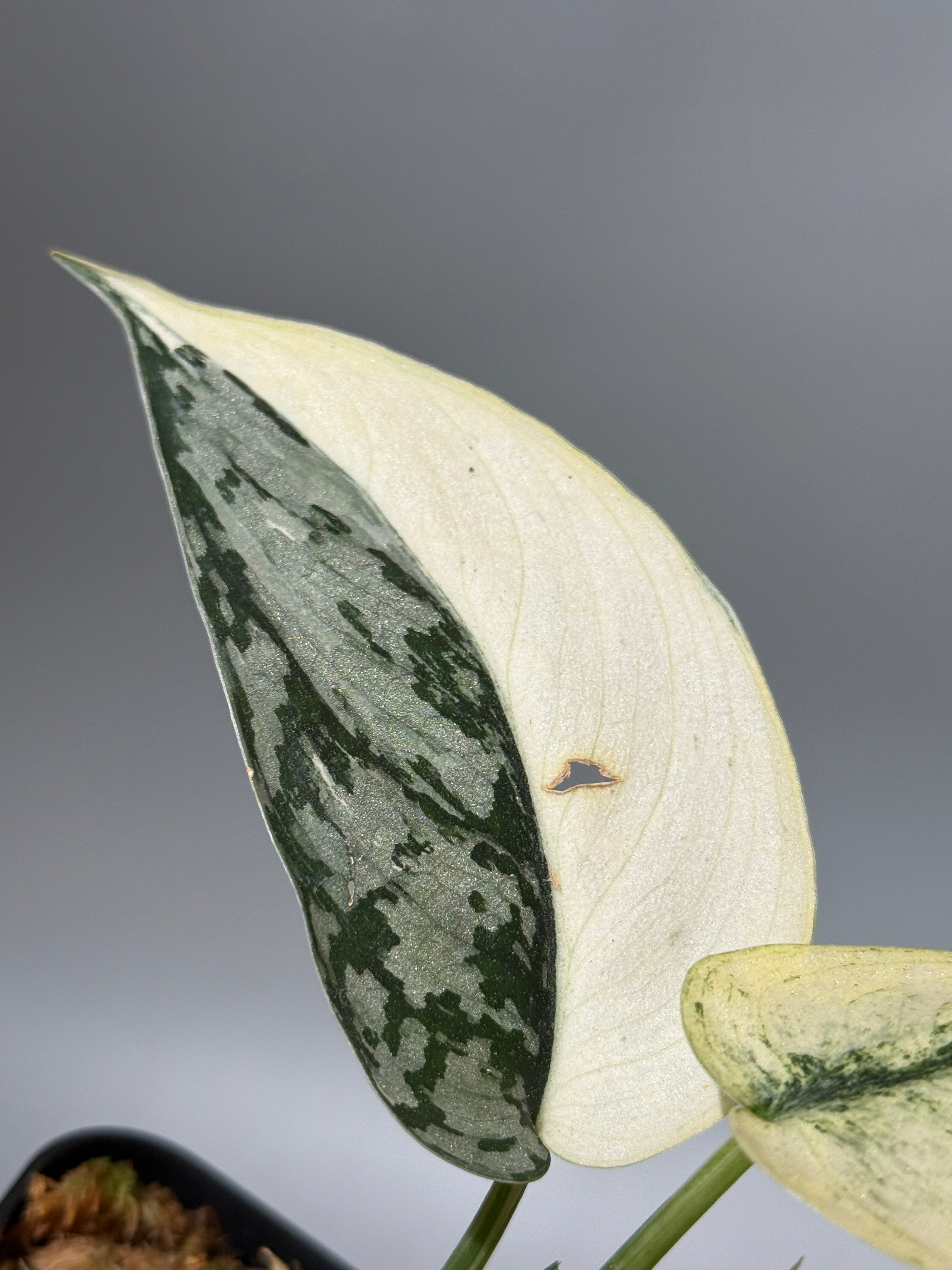 All Plants – Page 2 – Nakayama-Plants